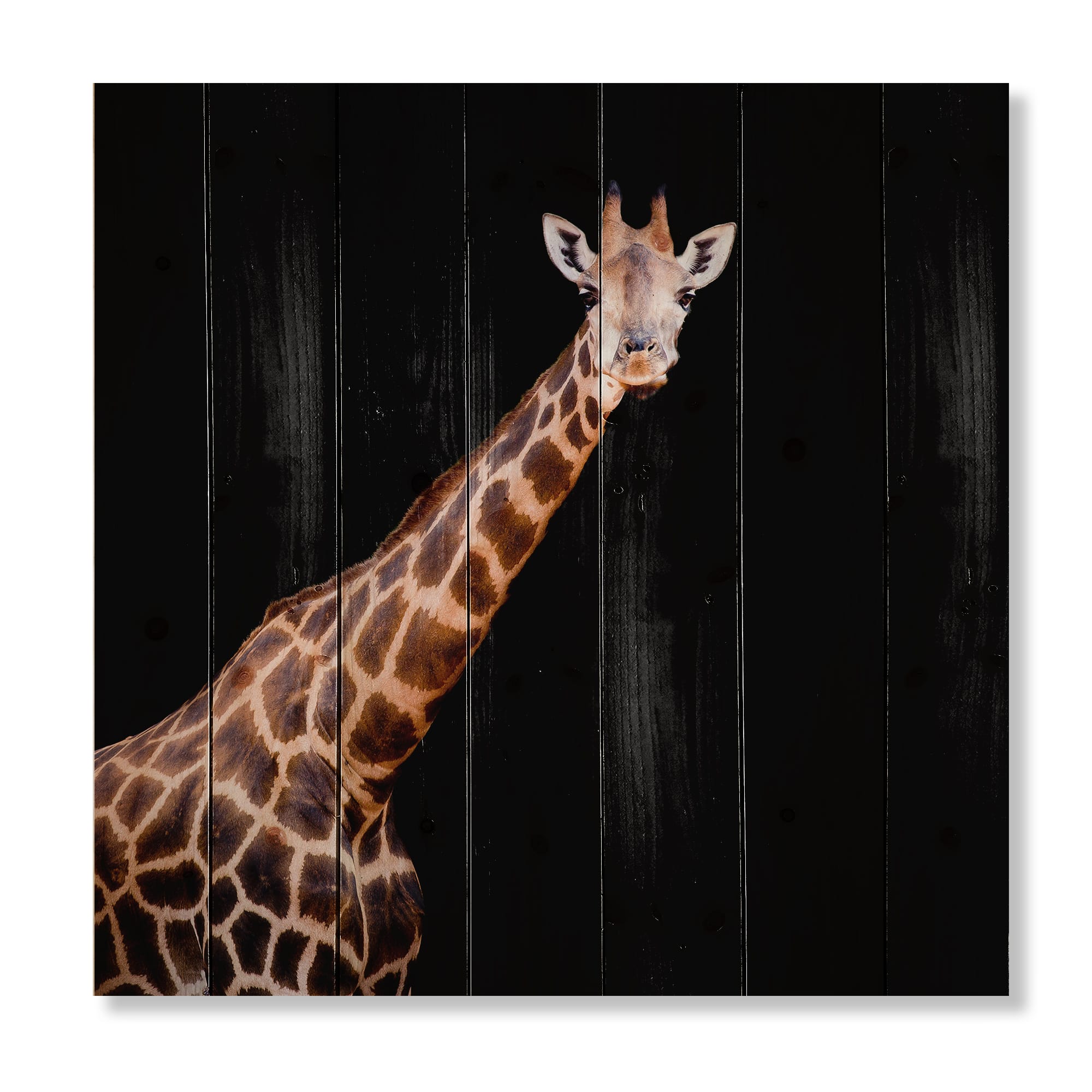 Designart - Portrait of A Giraffe VII - Farmhouse Print on Natural Pine Wood