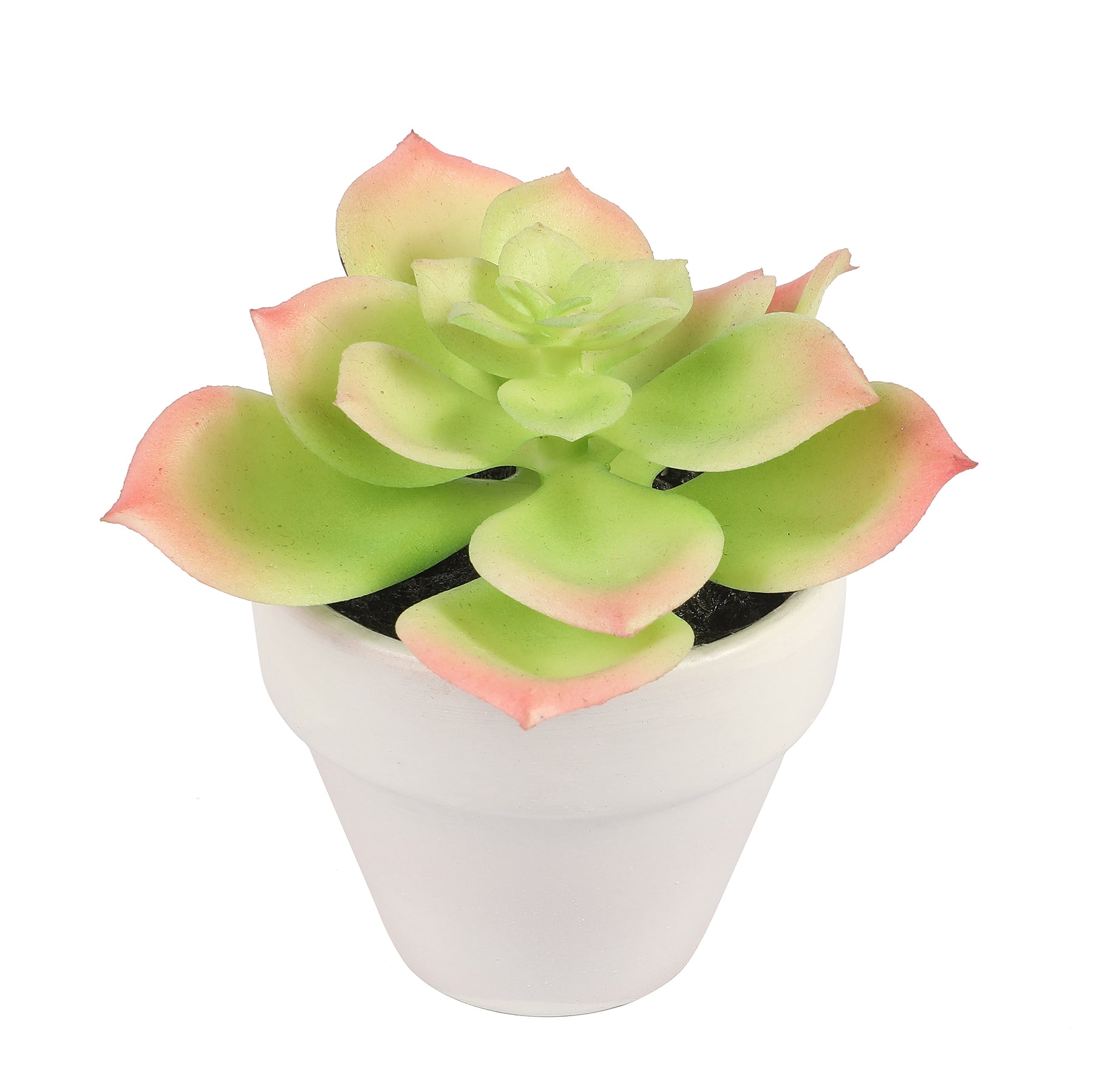 2.5" Light Green Potted Succulent by Ashland®