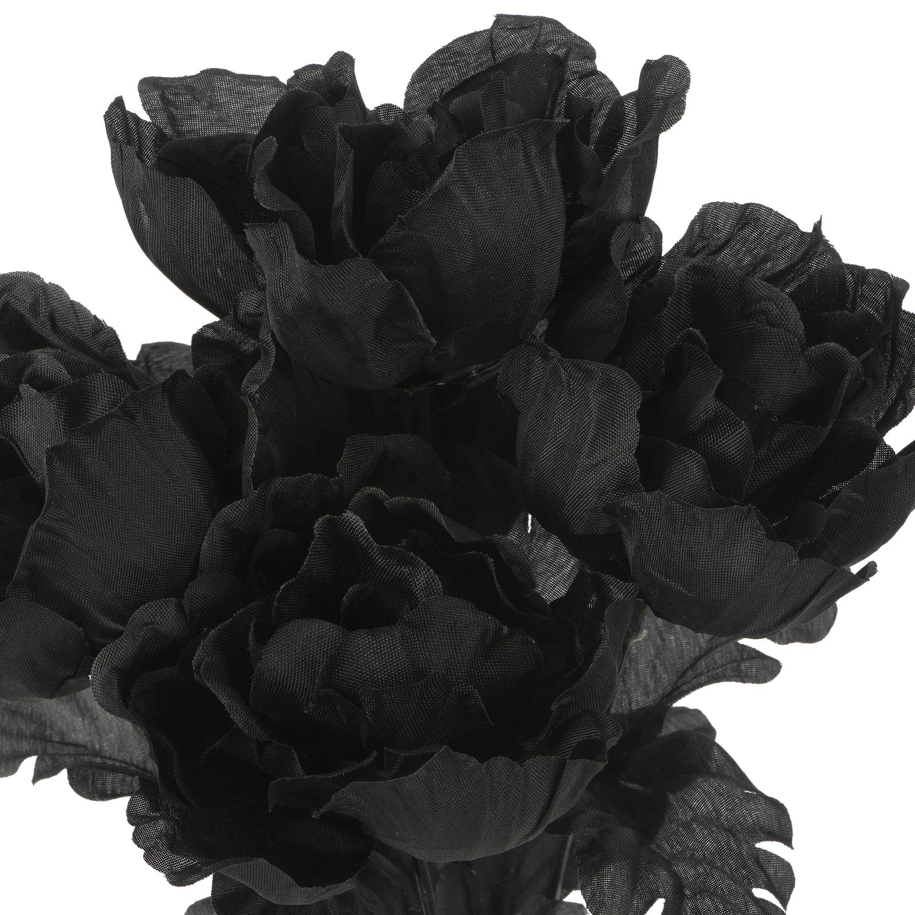 Halloween Peony Bush by Ashland