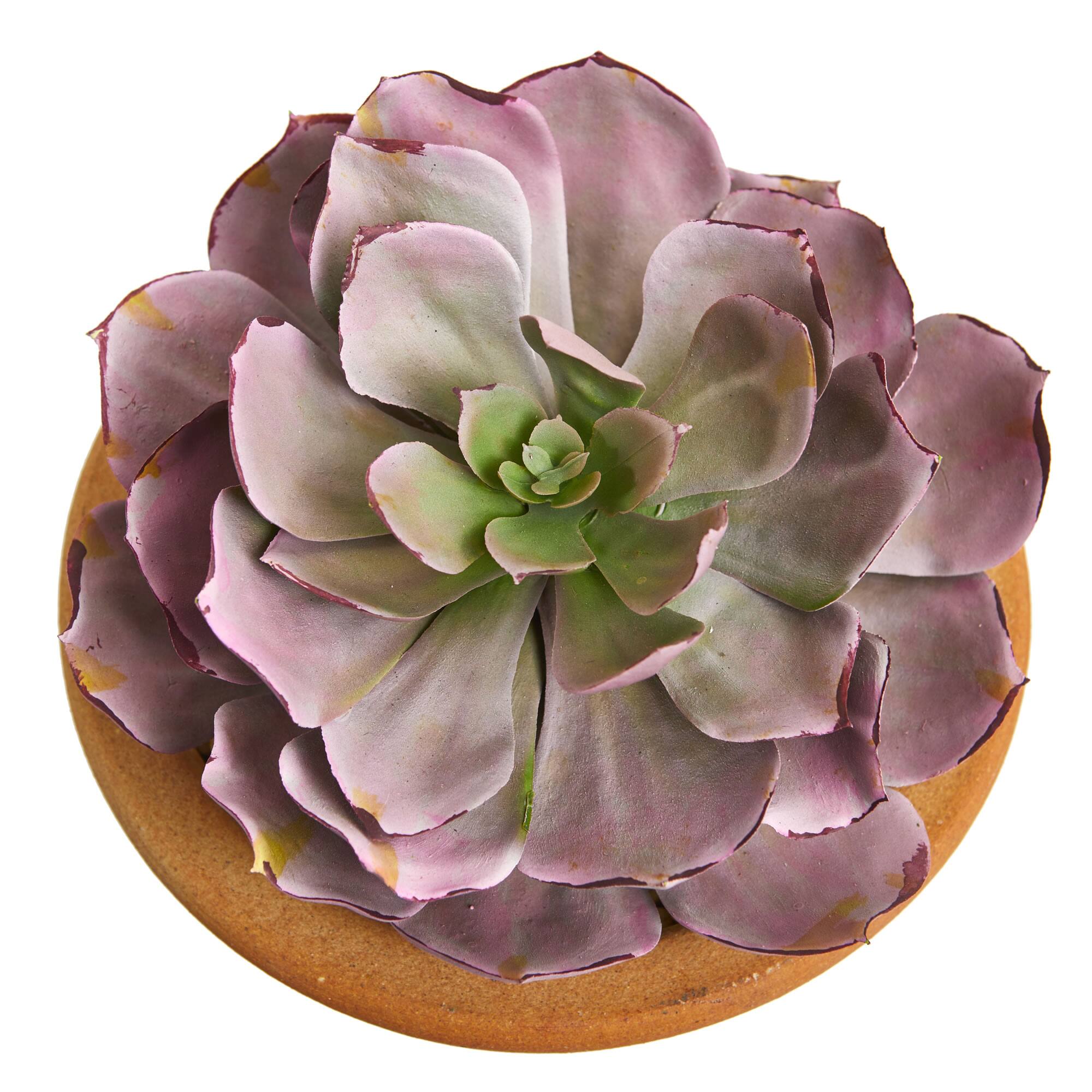 12" Purple & Green Succulents in Ceramic Vases, 2ct.