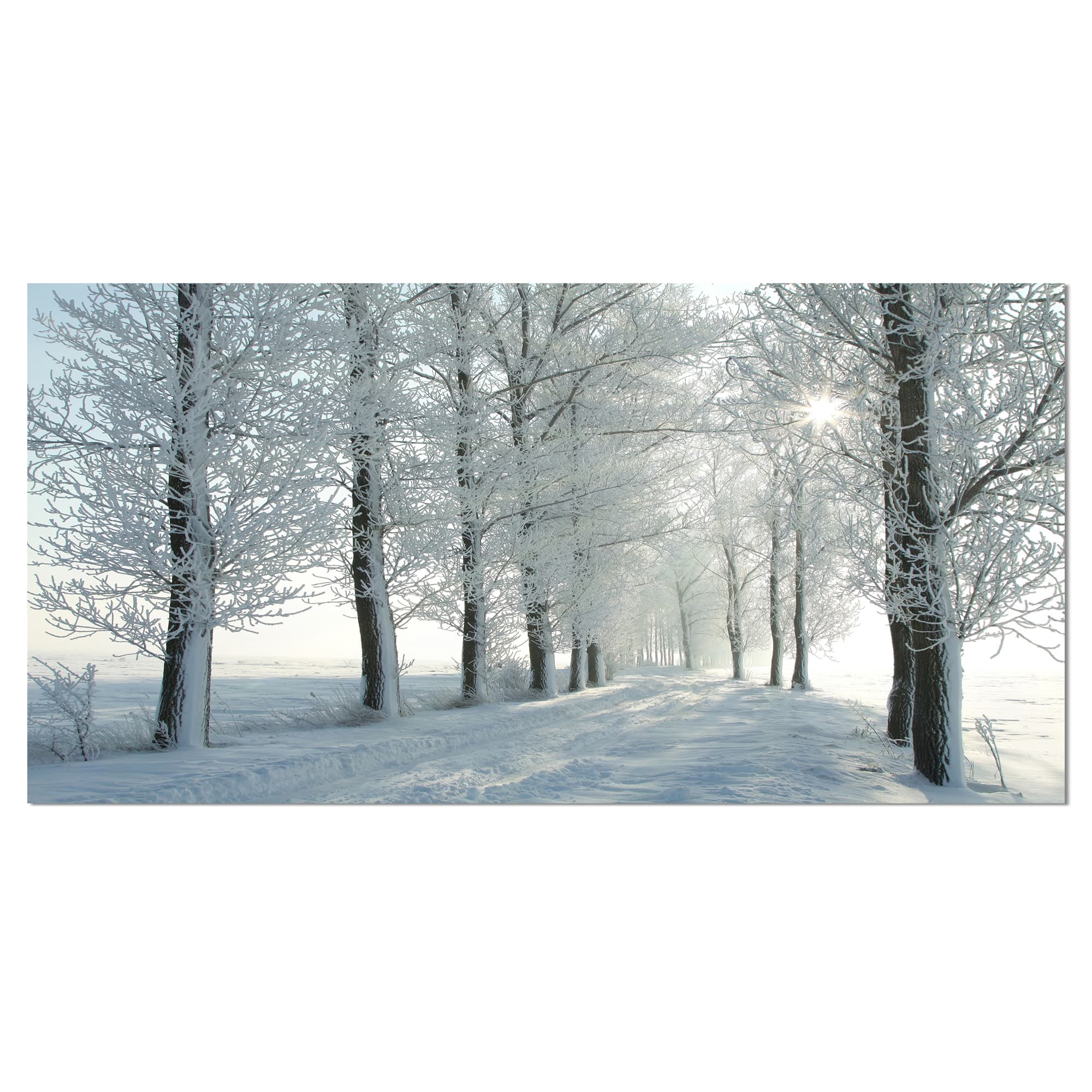 Designart - Winter Trees Backlit by Morning Sun - Large Forest Canvas Art Print