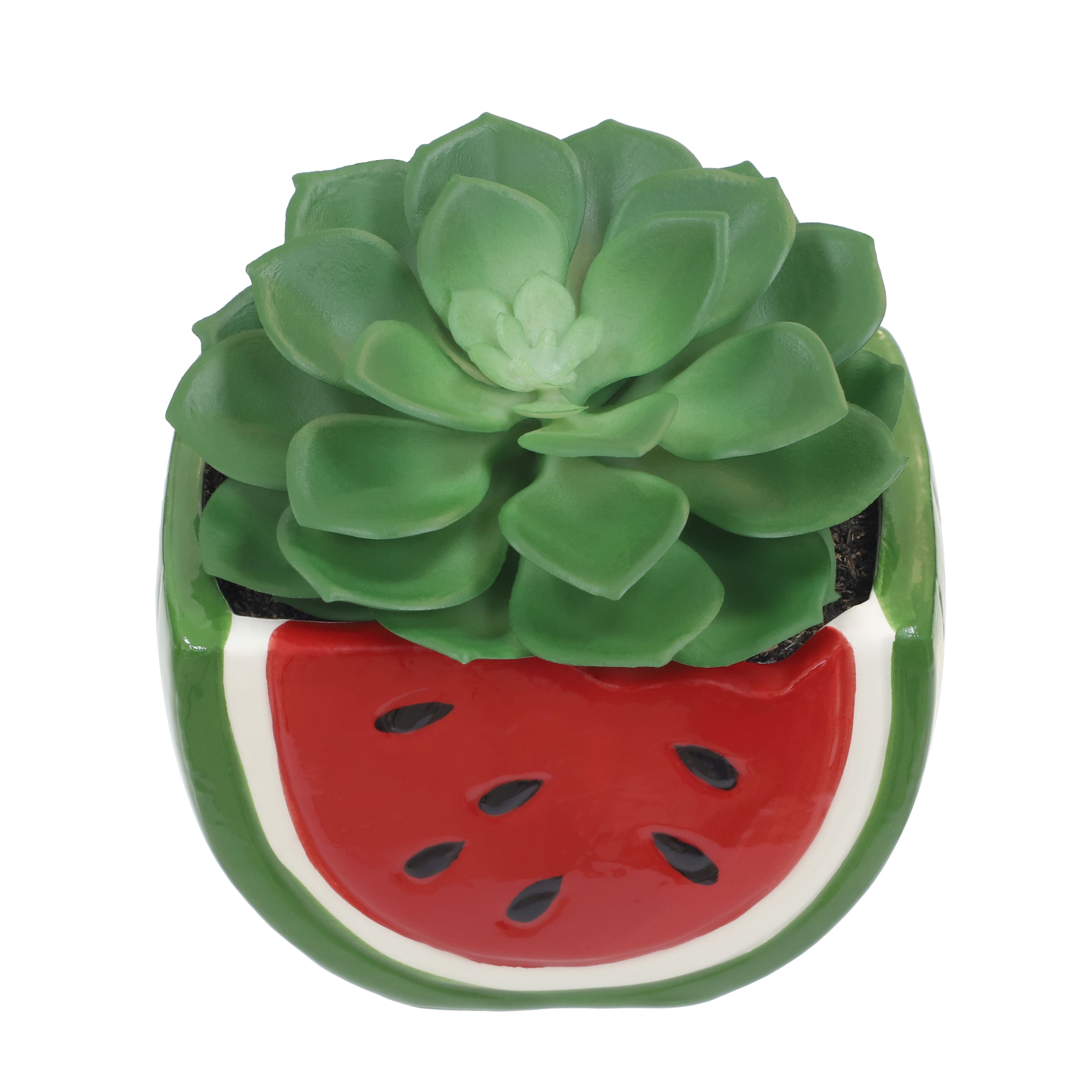 3.75&#x22; Echeveria in Watermelon Container by Ashland&#xAE;