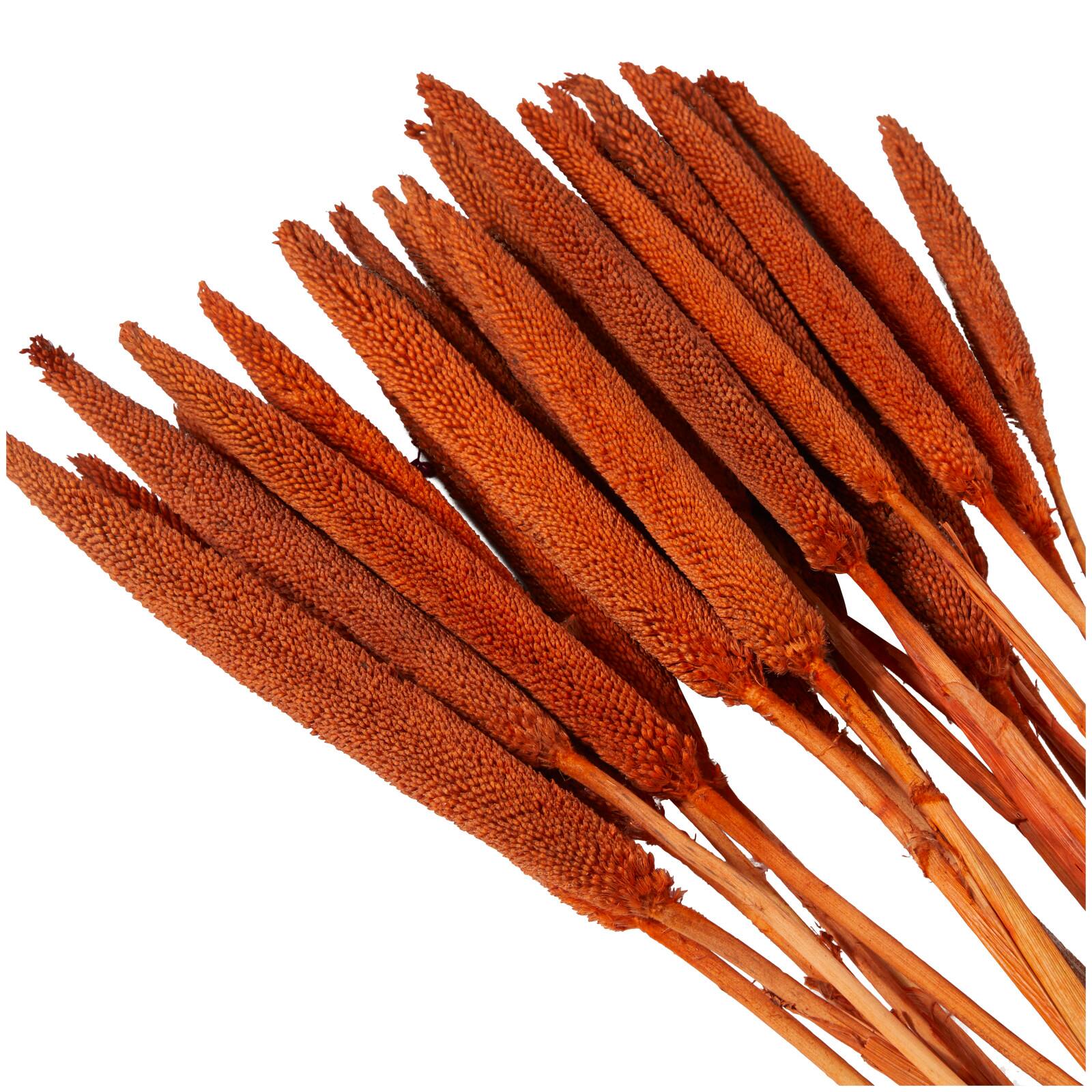 Dried Plant Bunny Tail Natural Foliage with Long Stems