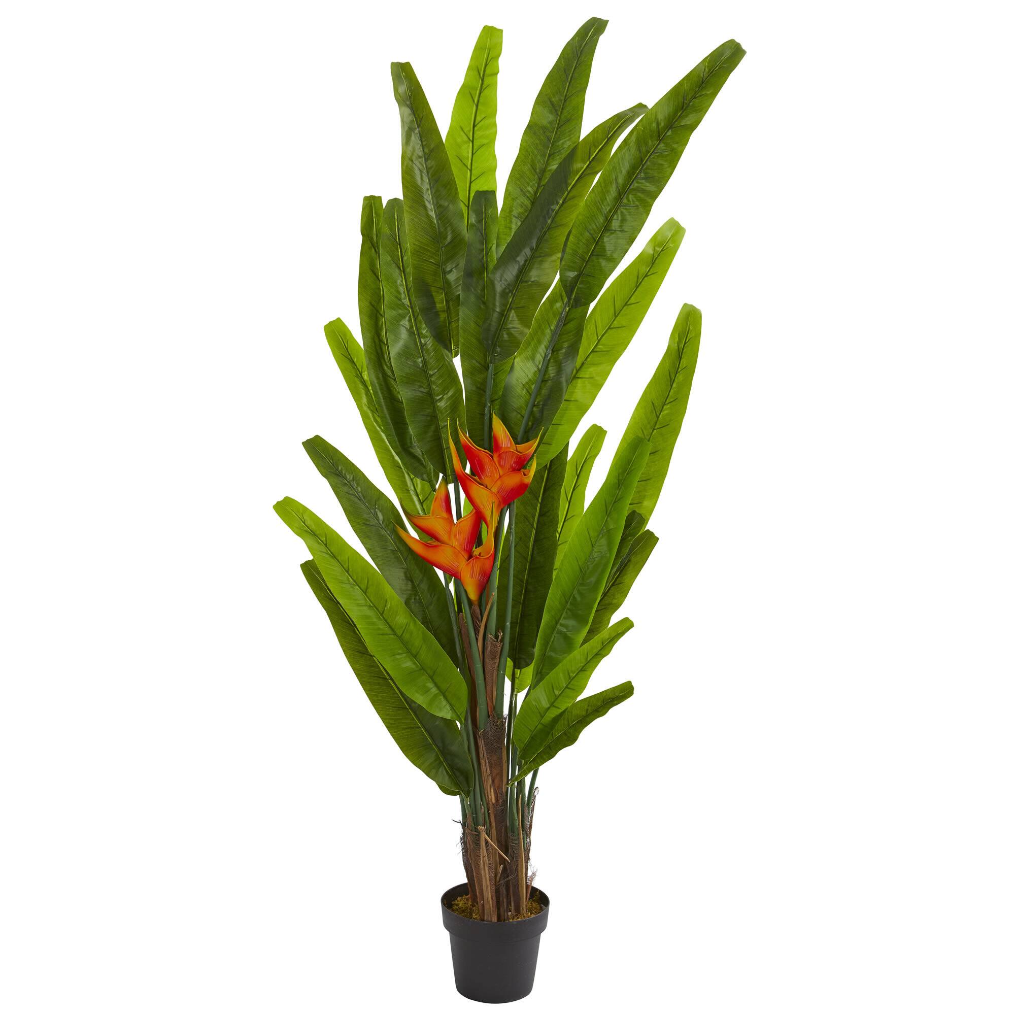 5.5ft. Potted Heliconia Plant Michaels