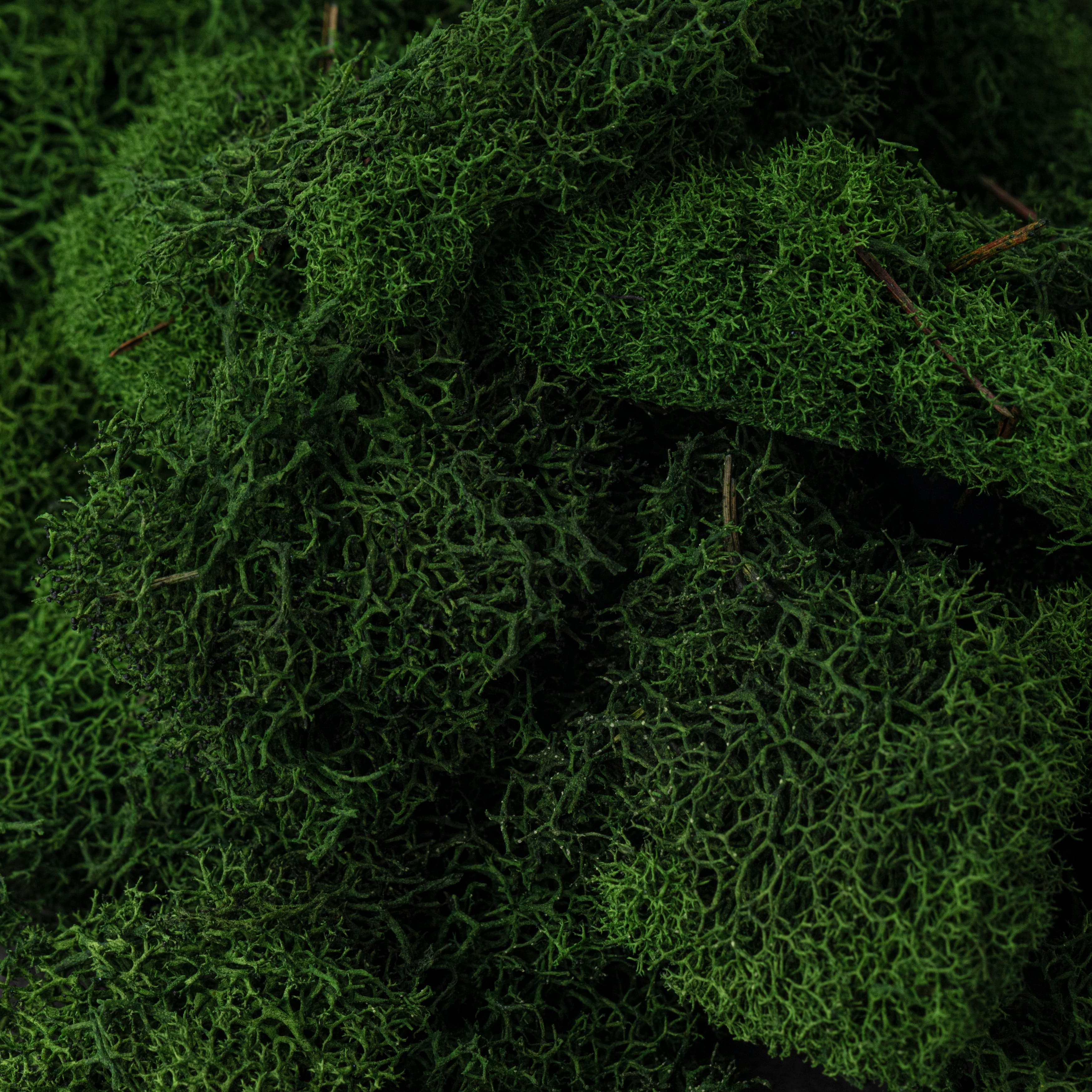 SuperMoss® Preserved Reindeer Moss, Forest