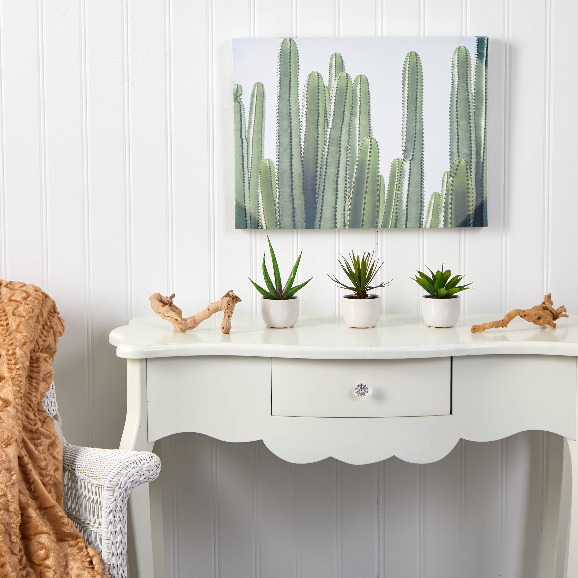 Potted Agave Plant Collection 3ct.