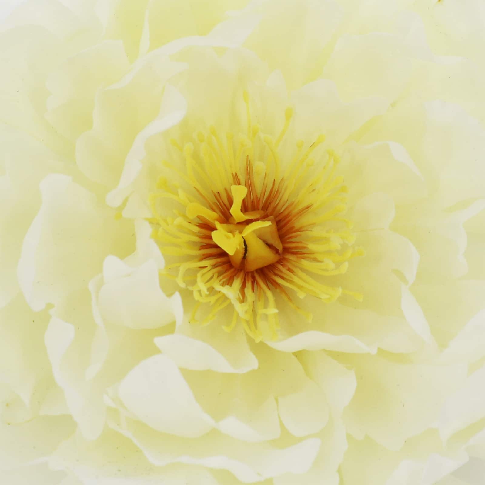 7.5&#x22; Peony Floral Accent by Ashland&#xAE;