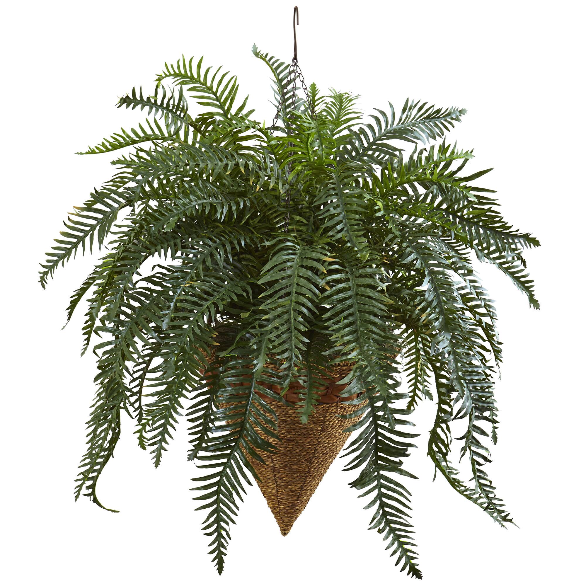 2.5ft. Giant River Fern with Cone Hanging Basket