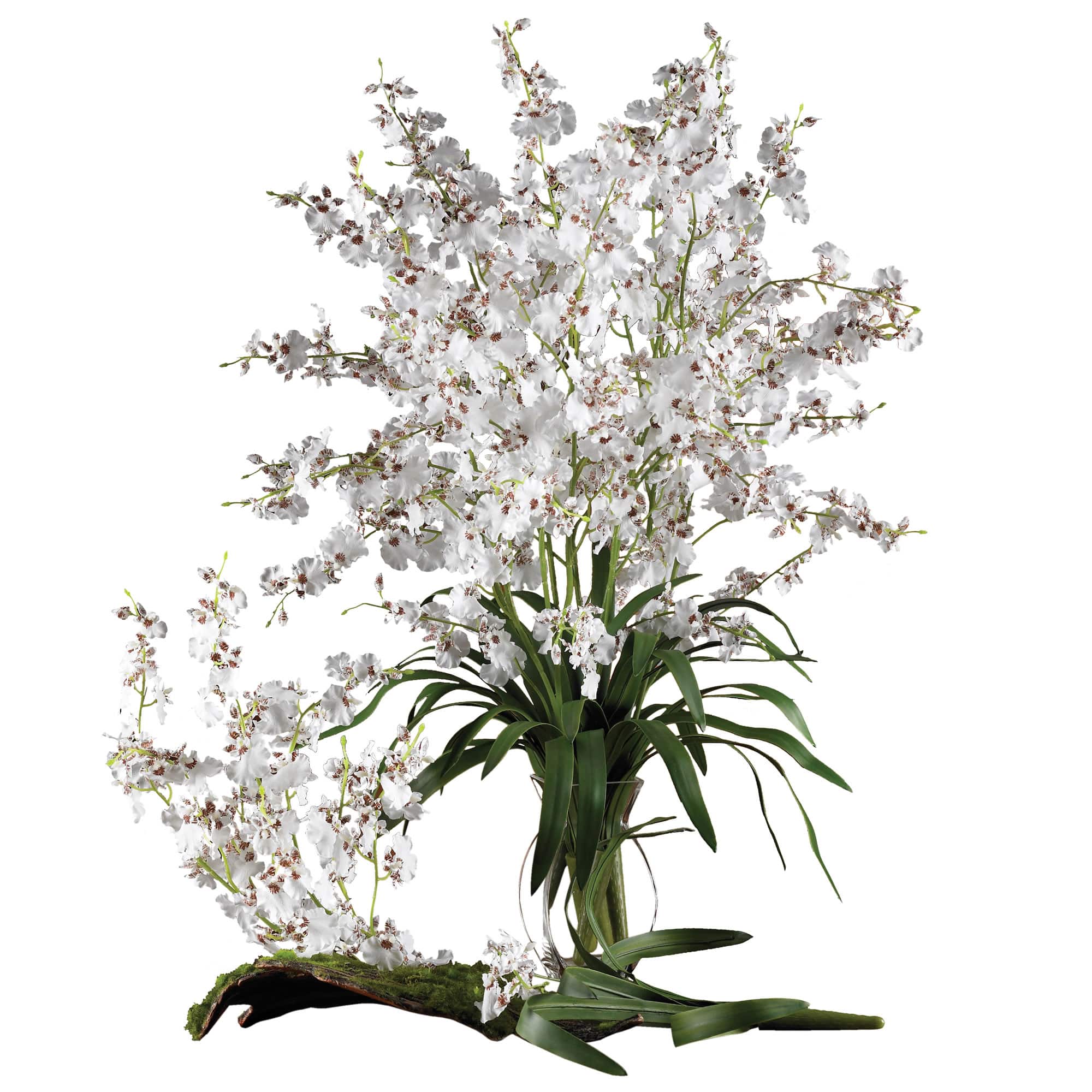 Dancing Lady Orchid Stem, 12ct.