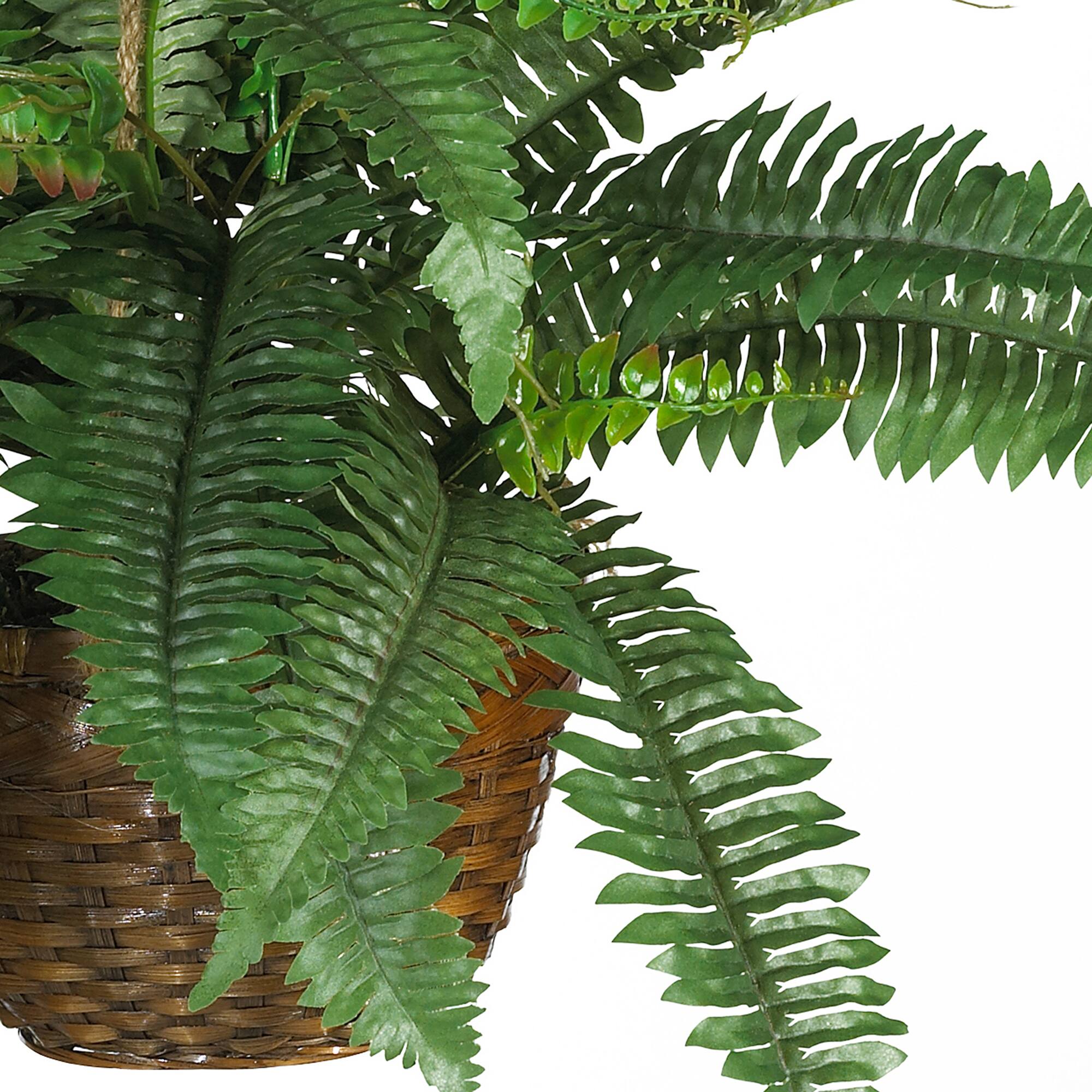 18&#x22; Boston Fern Hanging Basket