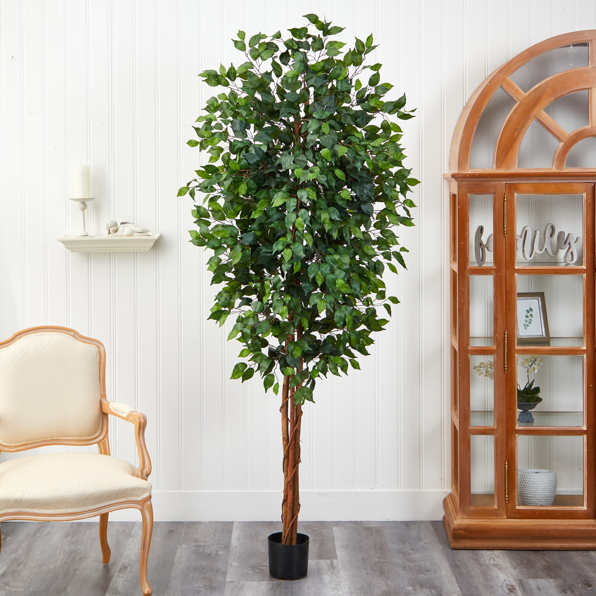 7ft. Potted Ficus Tree