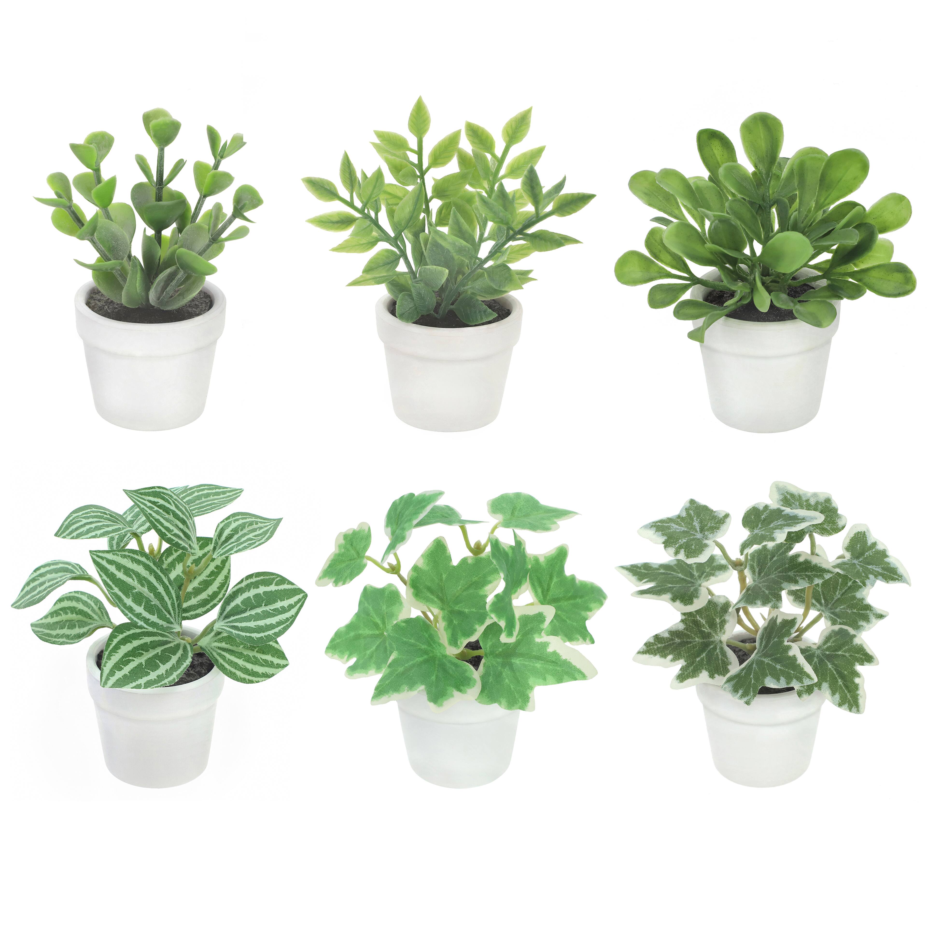 Assorted Micro Premade Green Plant by Ashland®