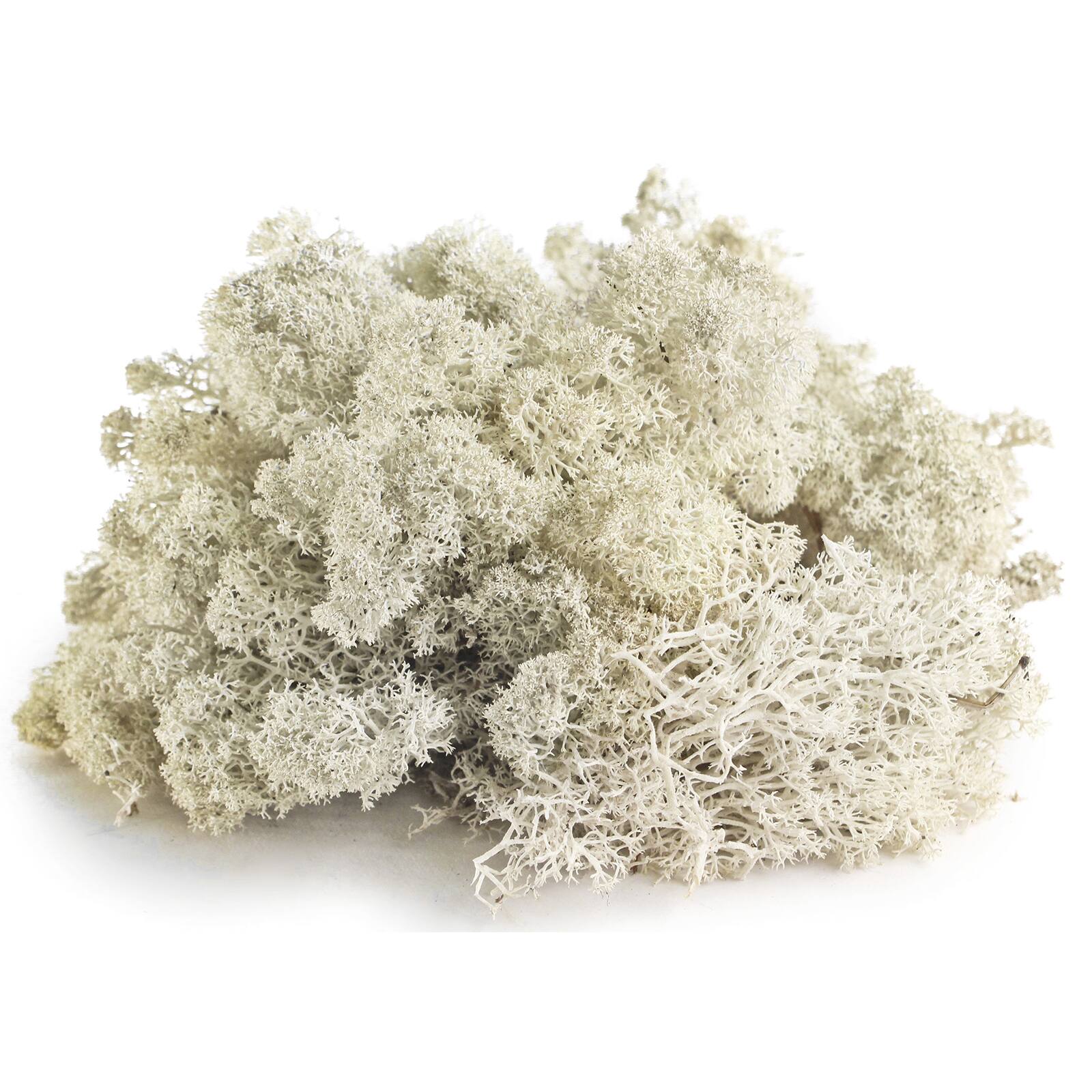 SuperMoss® Preserved Reindeer Moss, White Michaels