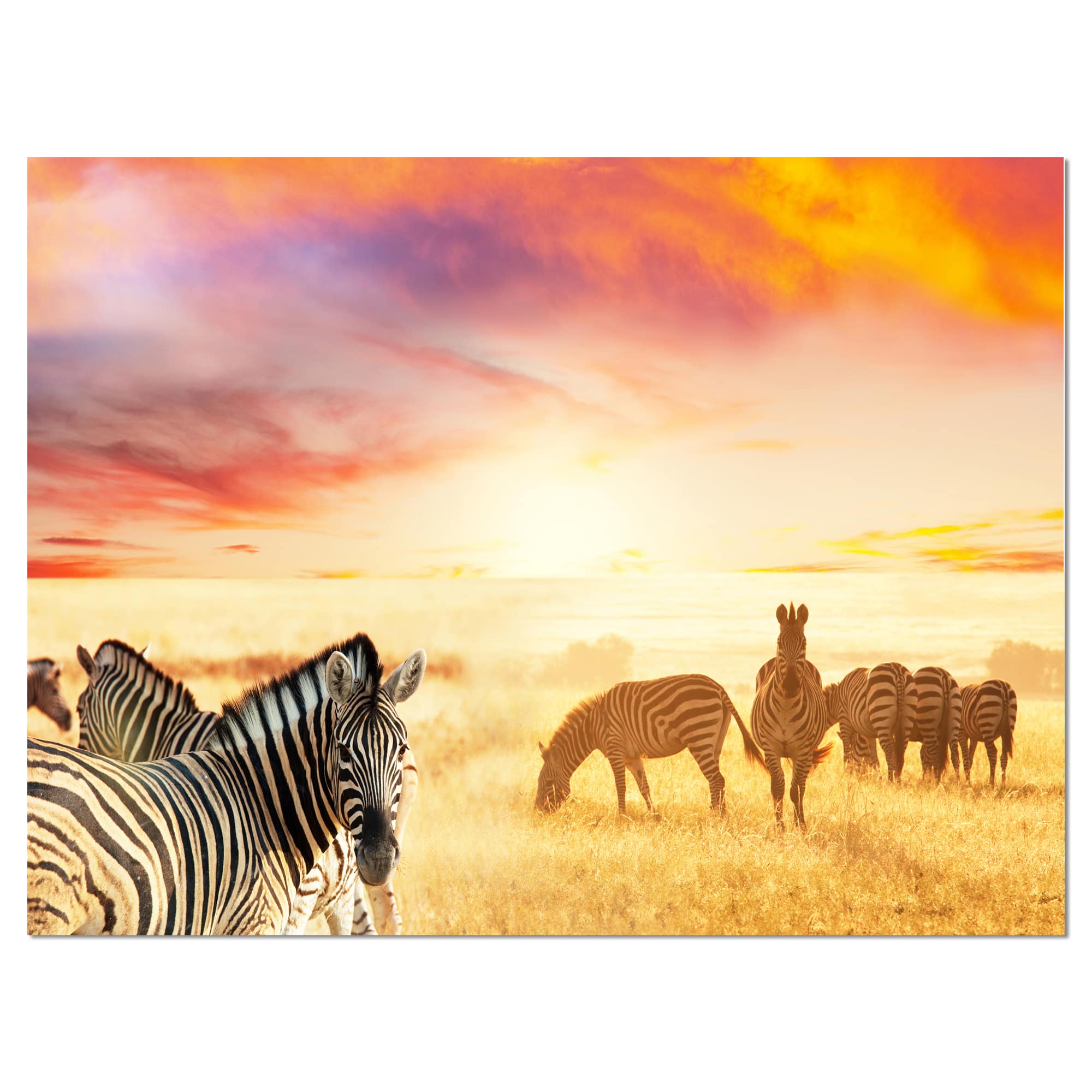 Designart - Cute Zebras Grazing in Grassland - Animal Canvas Art Print