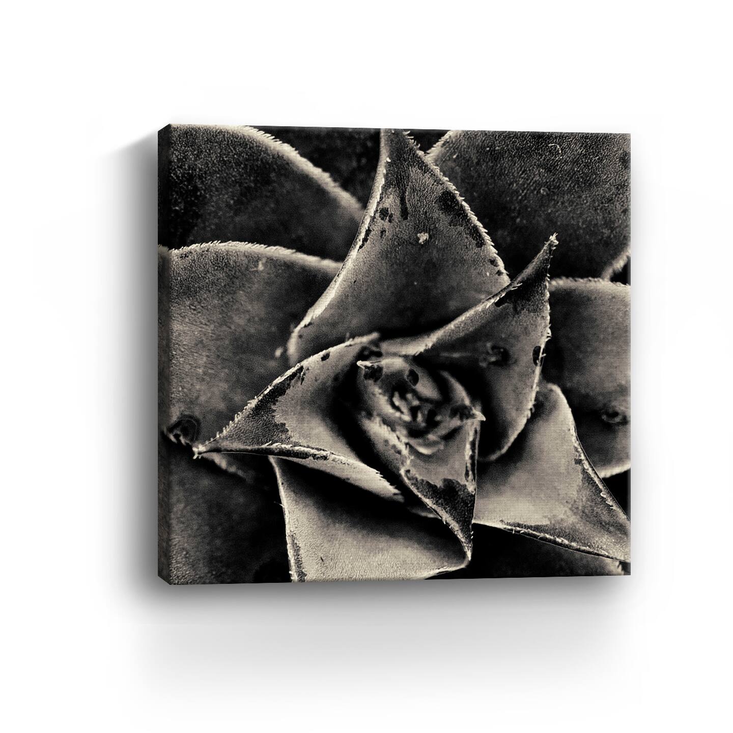 Lumaprints Seattle Succulents Gicl&#xE9;e Canvas