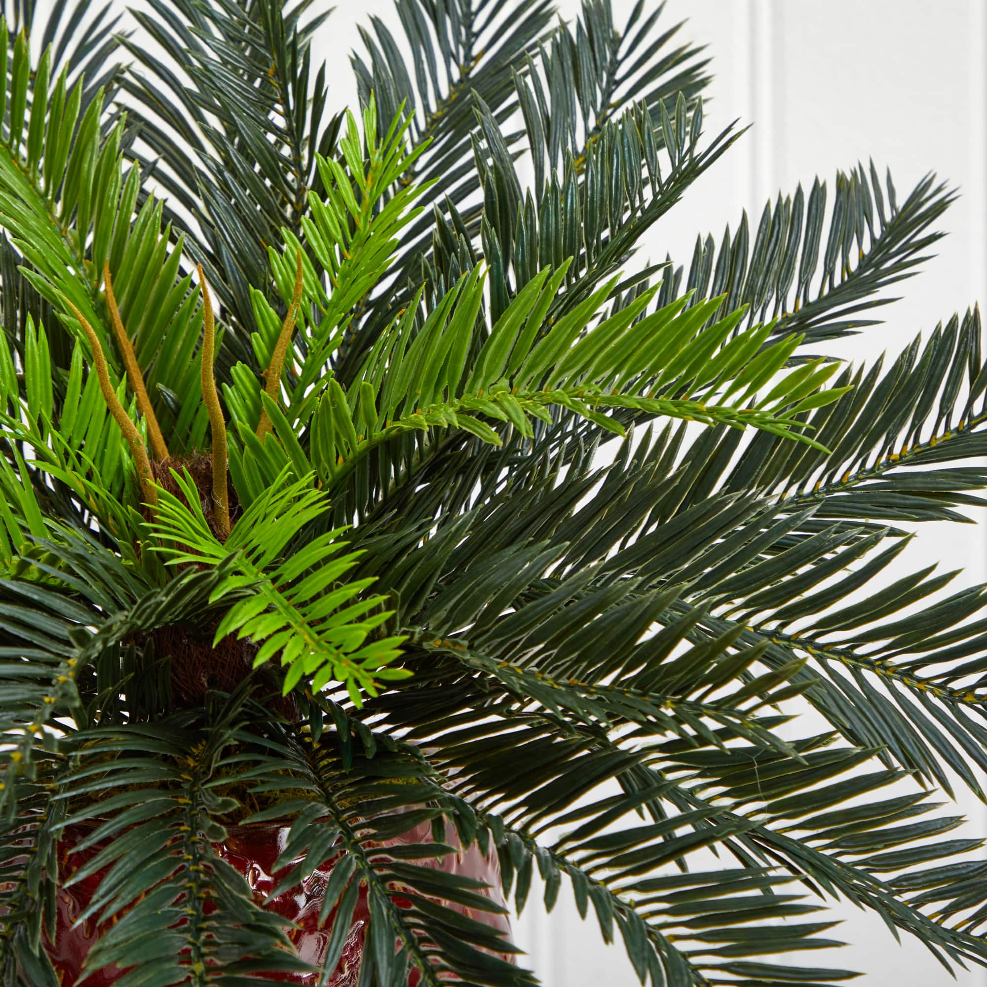 15&#x27;&#x27; Cycas Palm in Red Ceramic Planter