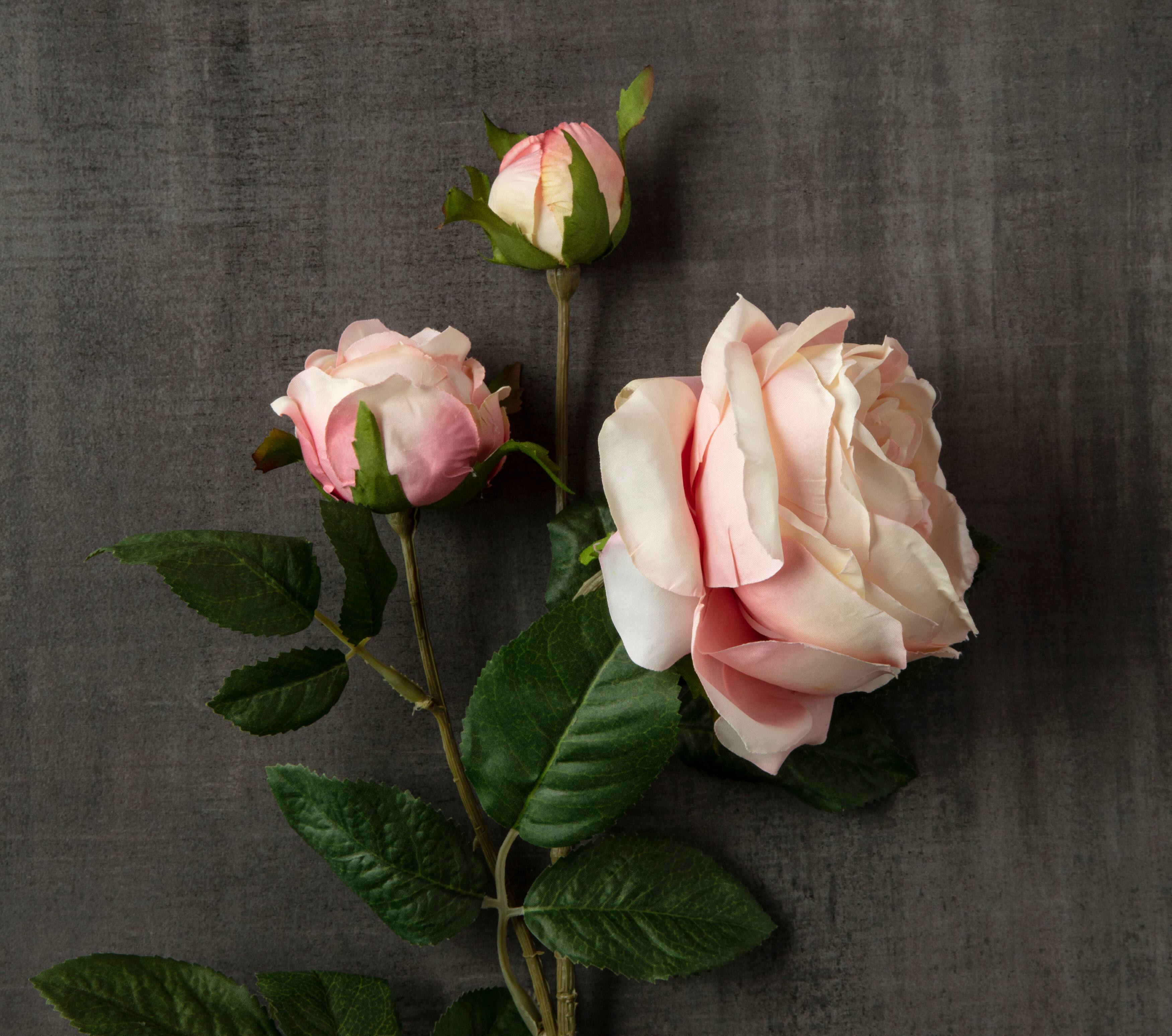 Light Pink English Rose Stem by Ashland®