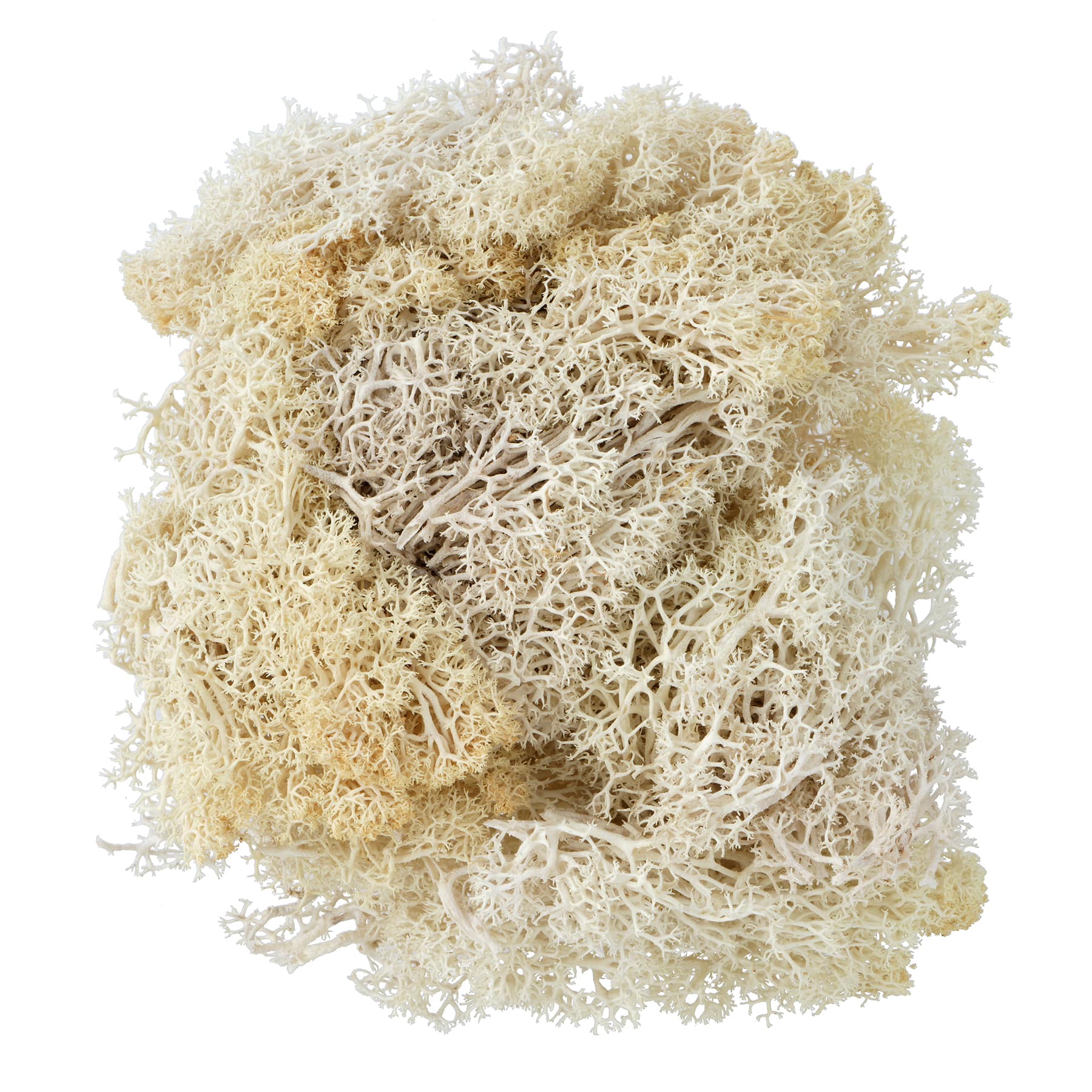 1.75oz. Moss by Ashland&#xAE;