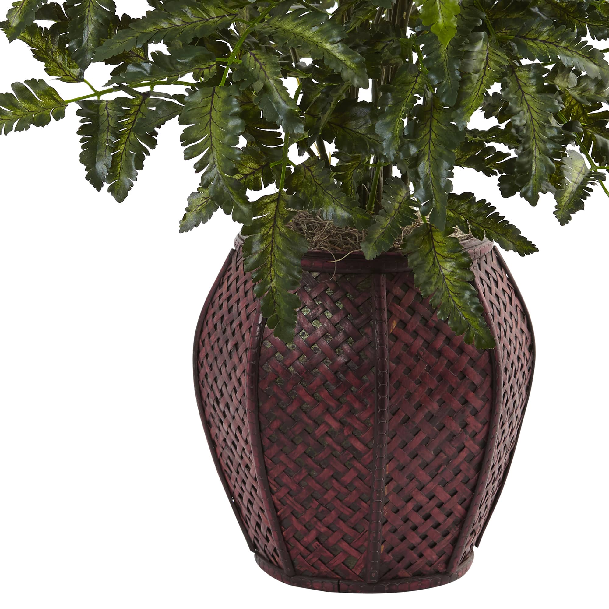 2.5ft. Bracken Fern in Decorative Planter