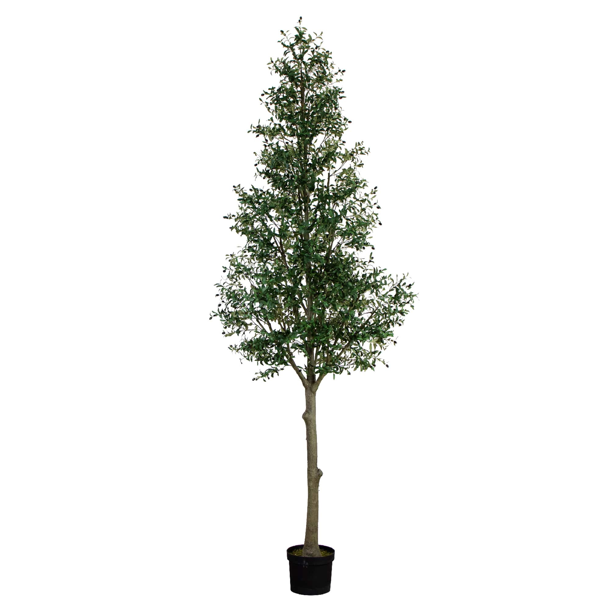 13ft. Potted Olive Tree