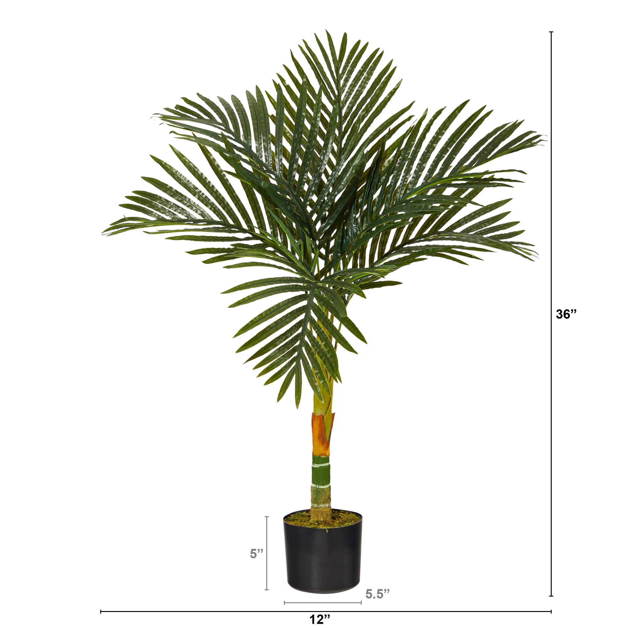 3ft. Potted Golden Cane Palm Tree