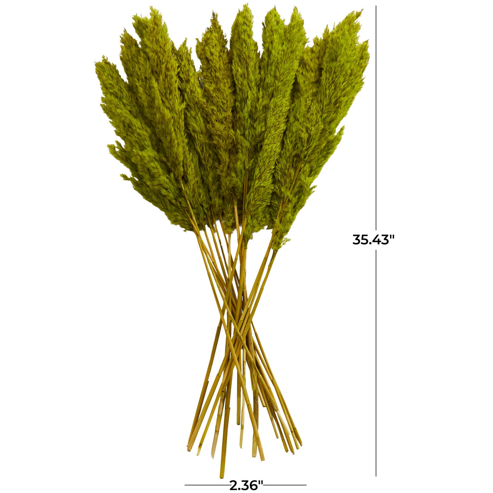 Dried Plant Pampas Natural Foliage with Long Stems
