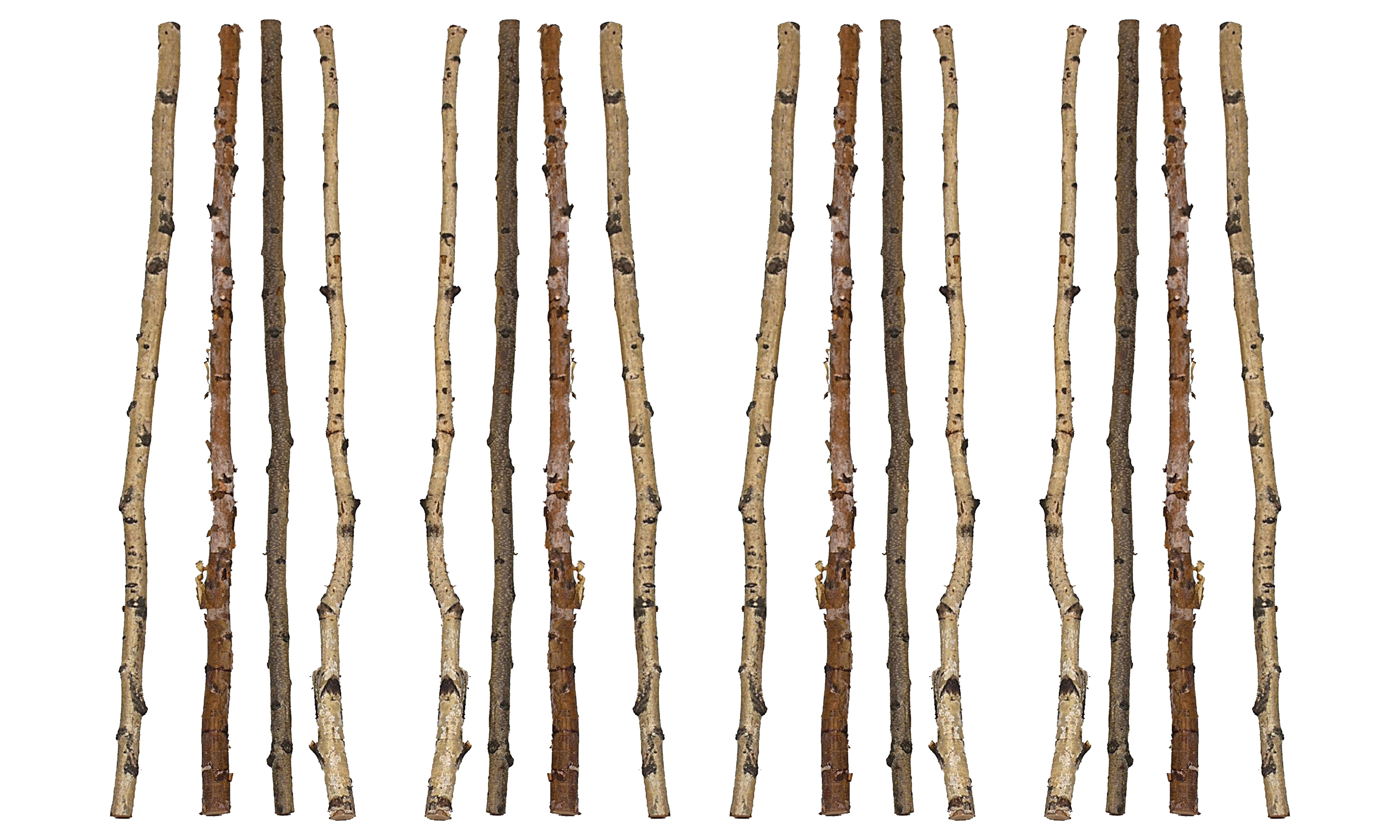 Hello Honey® 59" Long Wood Birch Branches, 16ct.