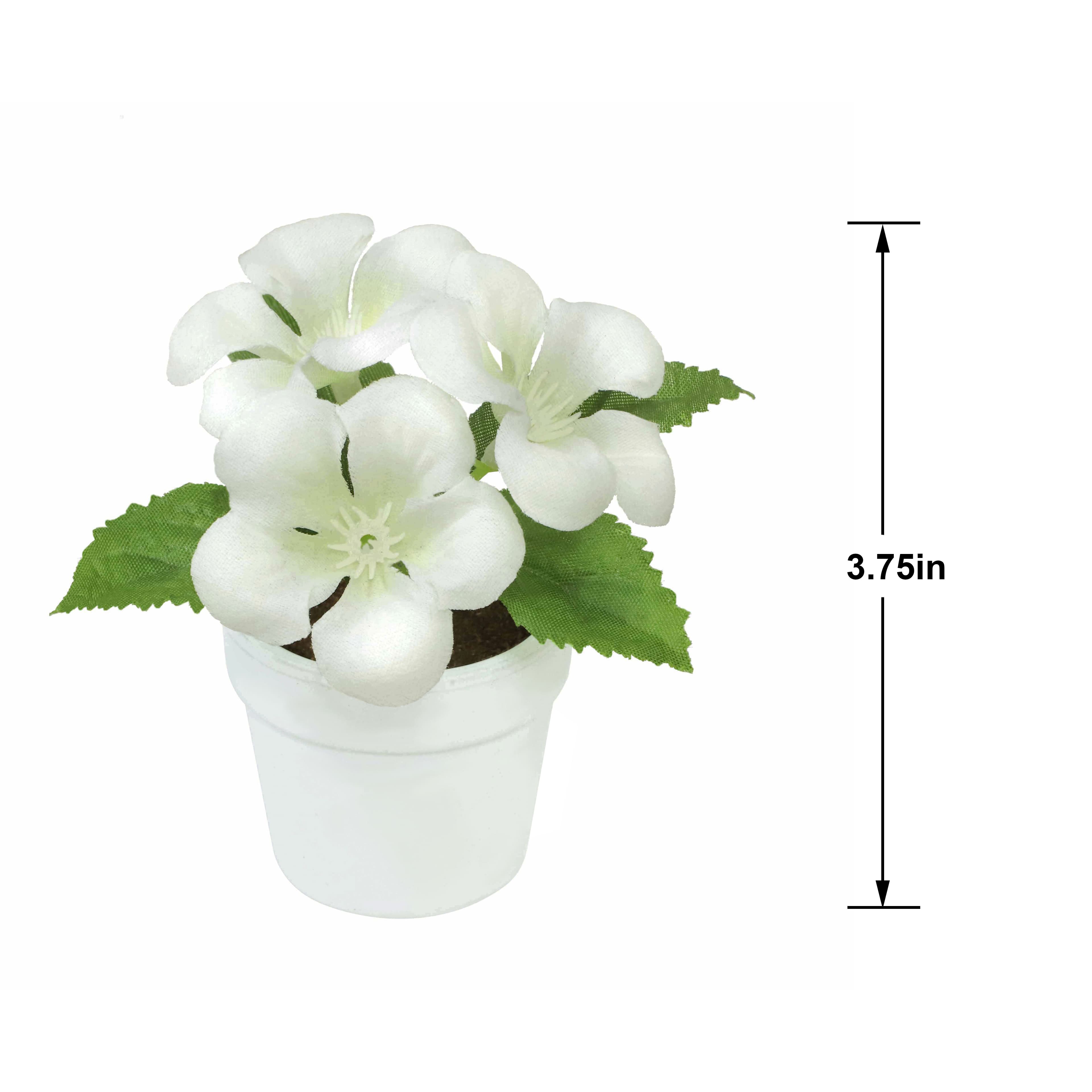 4&#x22; Geranium in White Pot by Ashland&#xAE;