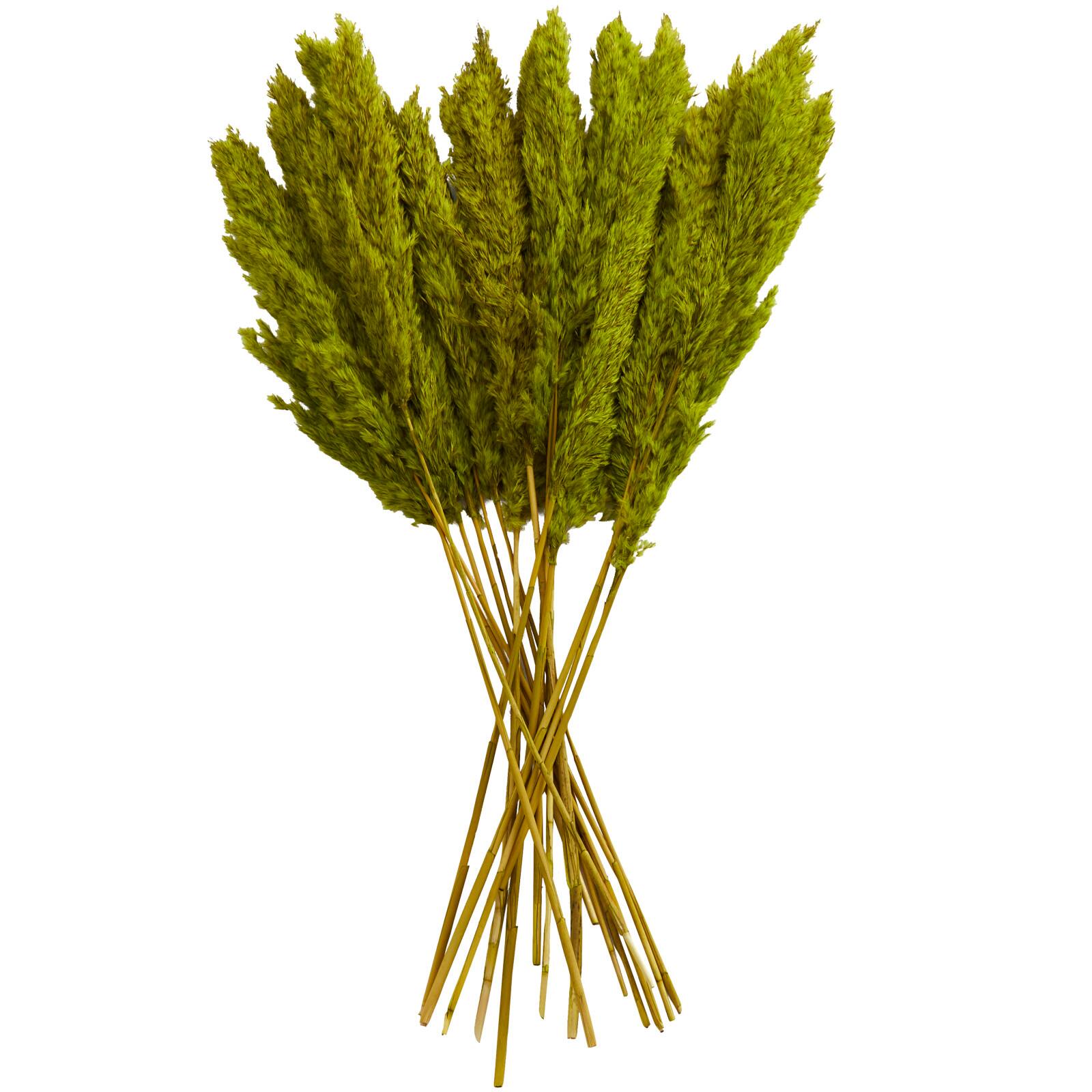 Dried Plant Pampas Natural Foliage with Long Stems