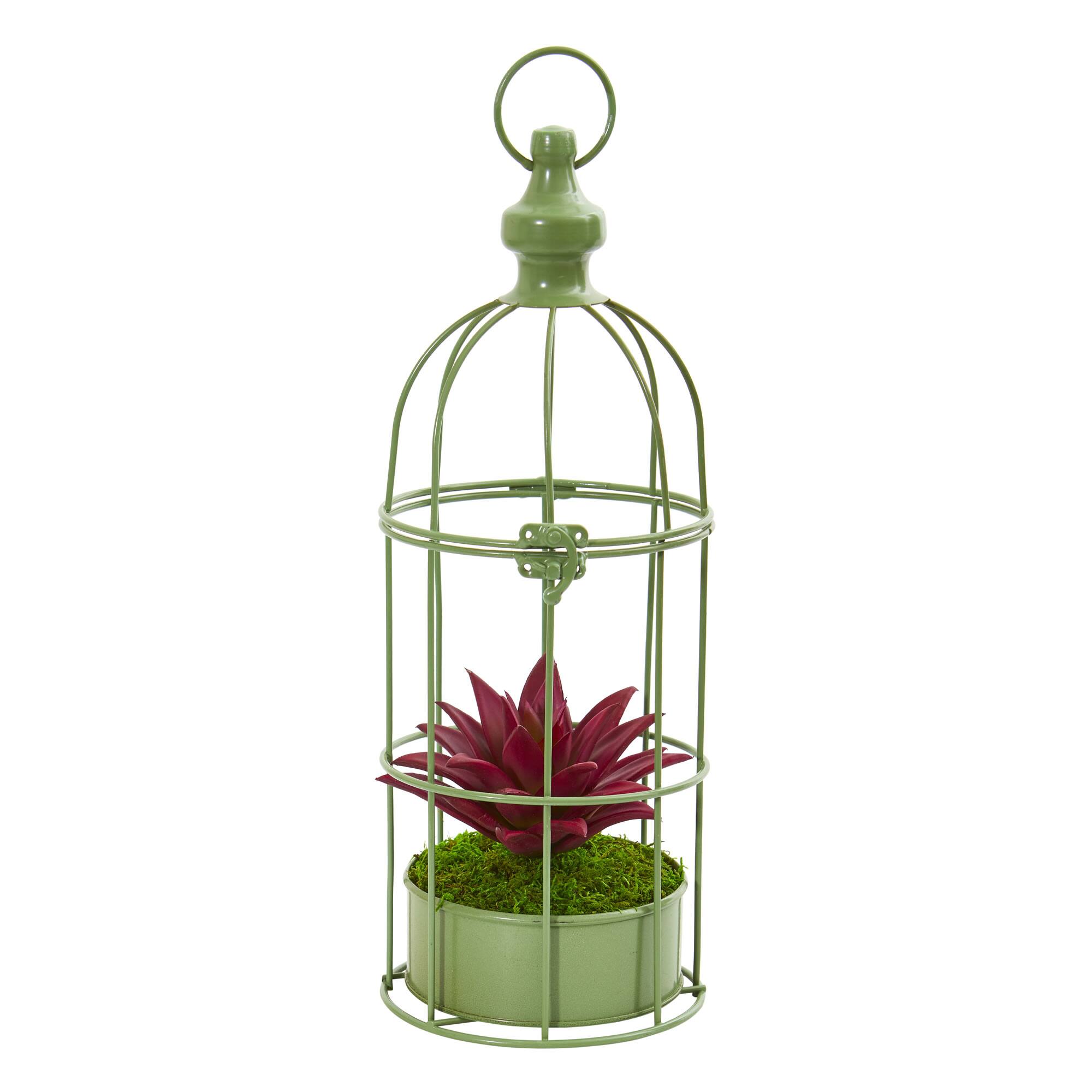 15" Succulent Plant in Decorative Cage