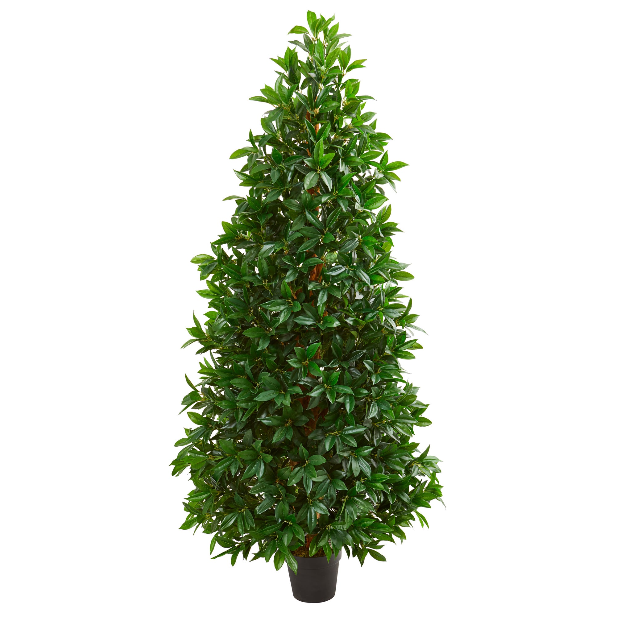 5ft. Potted Bay Leaf Cone Topiary Tree