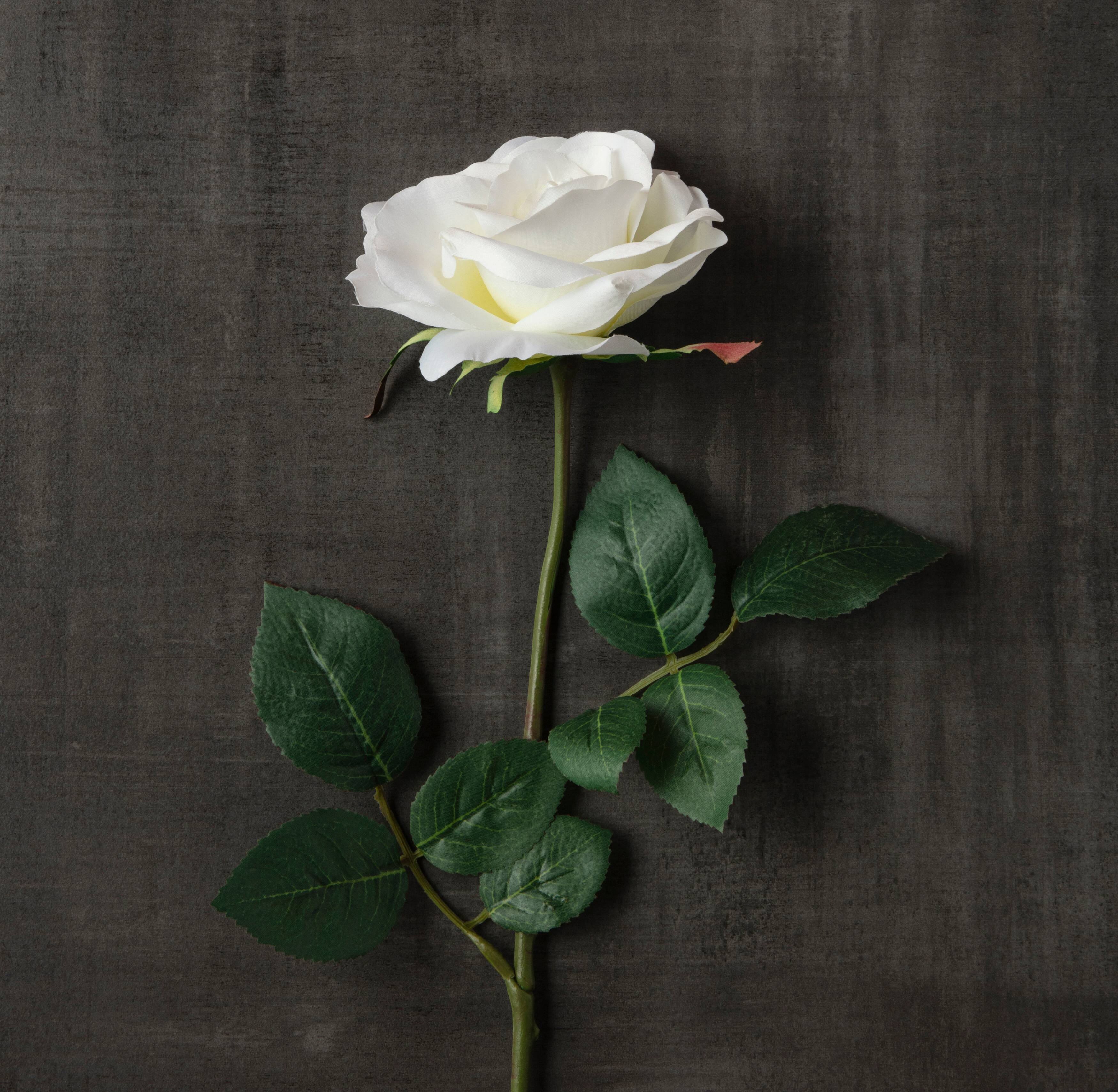 16 Pack: Ivory Princess Rose Stem by Ashland®