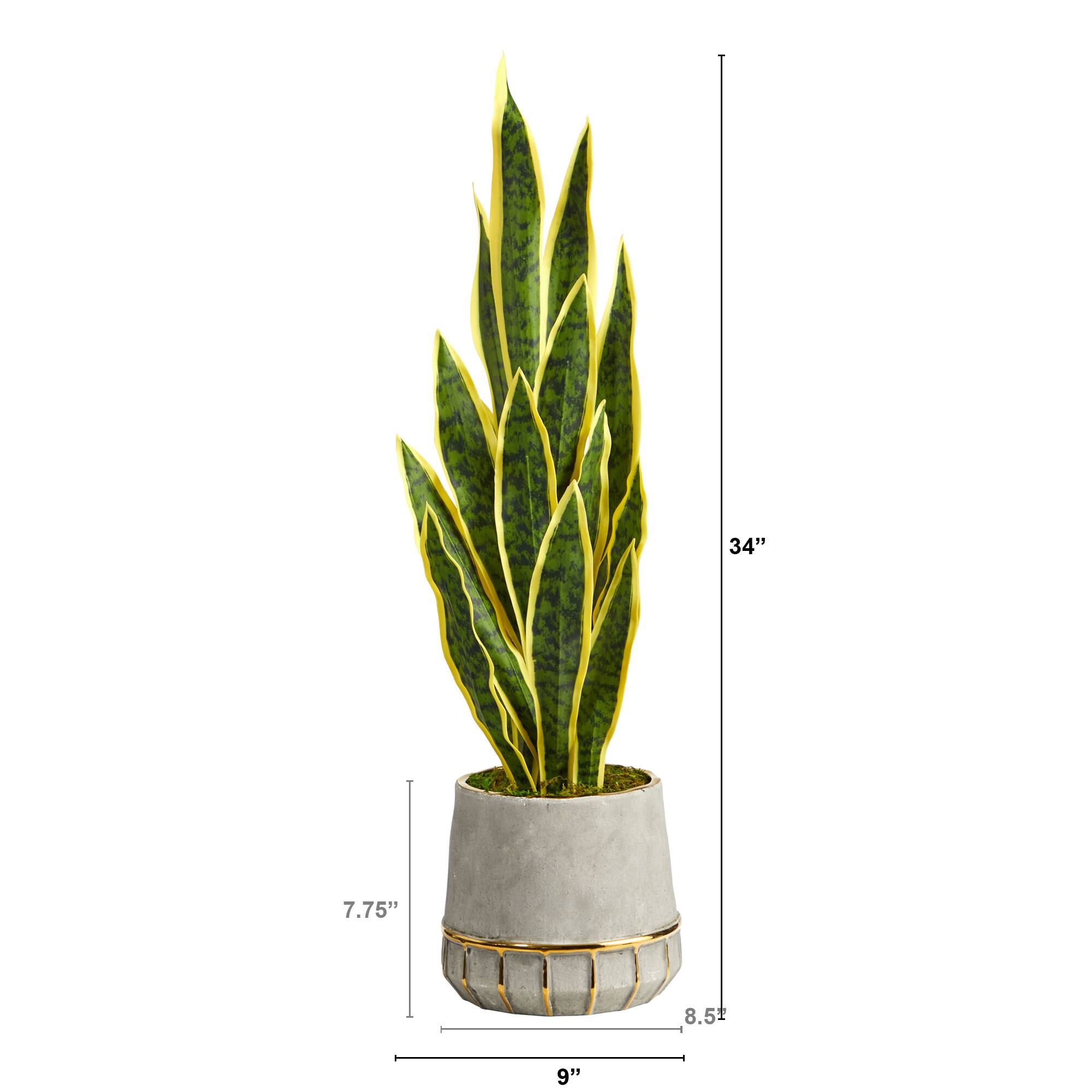 3ft. Snake Plant in Stoneware Planter with Gold Trim