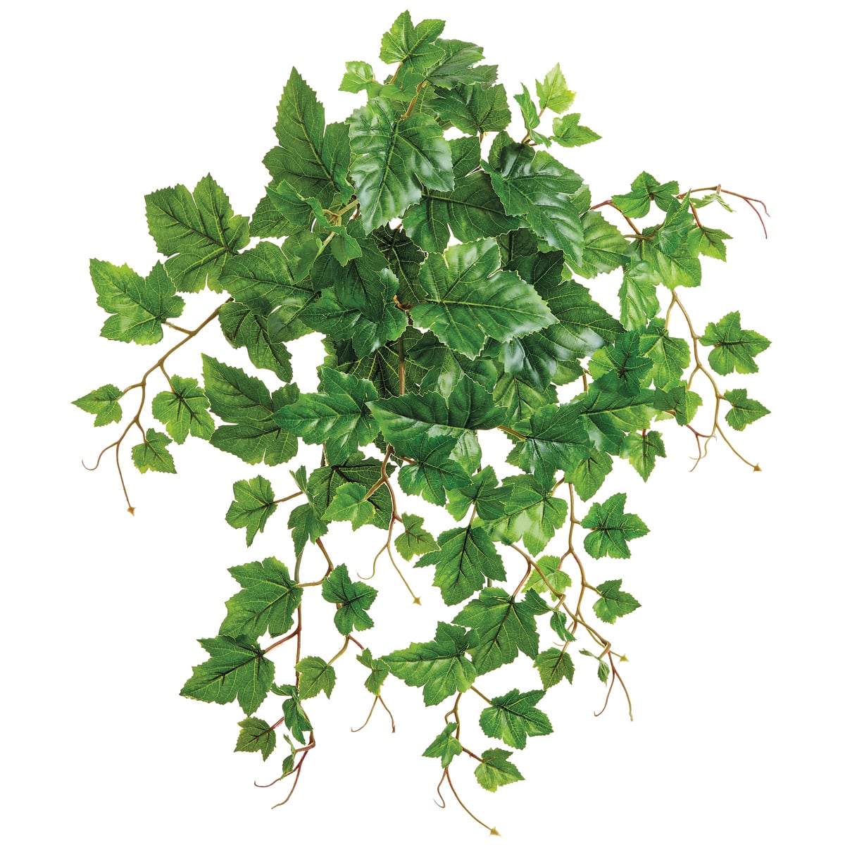 Grape Leaf Bush