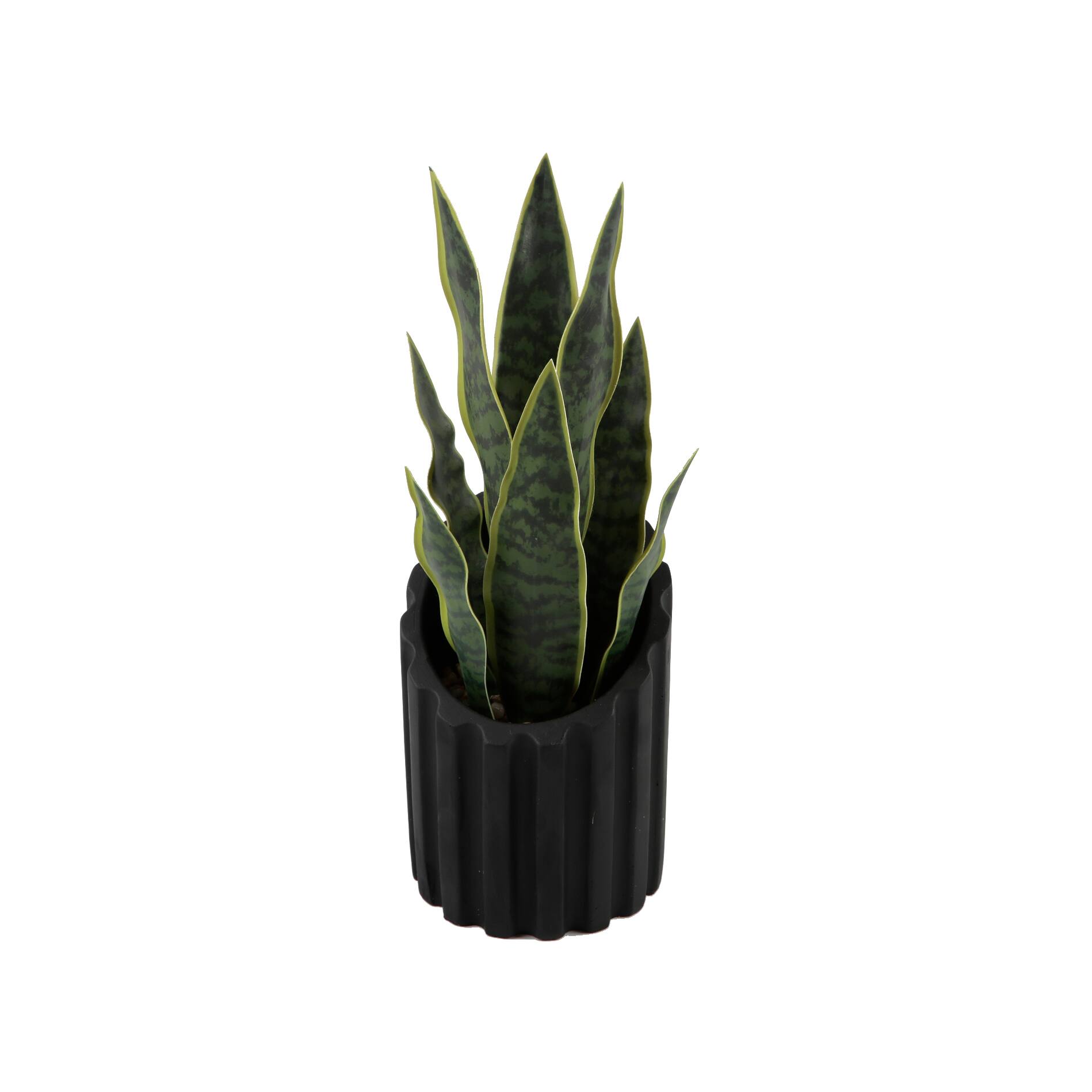 Flora Bunda® 13" Snake Plant in Black Ribbed Cement Planter