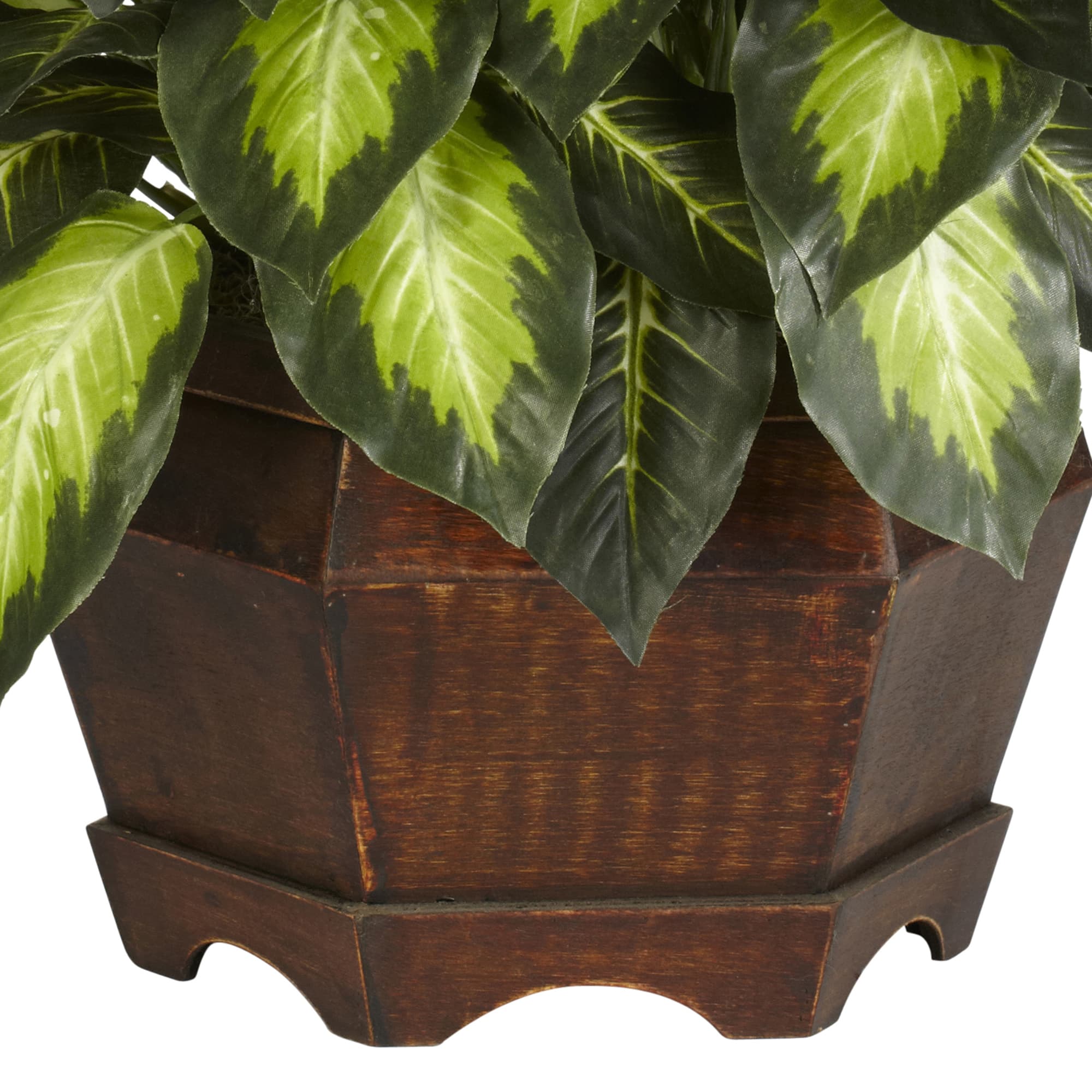 24&#x22; Golden Dieffenbachia Plant in Decorative Pot