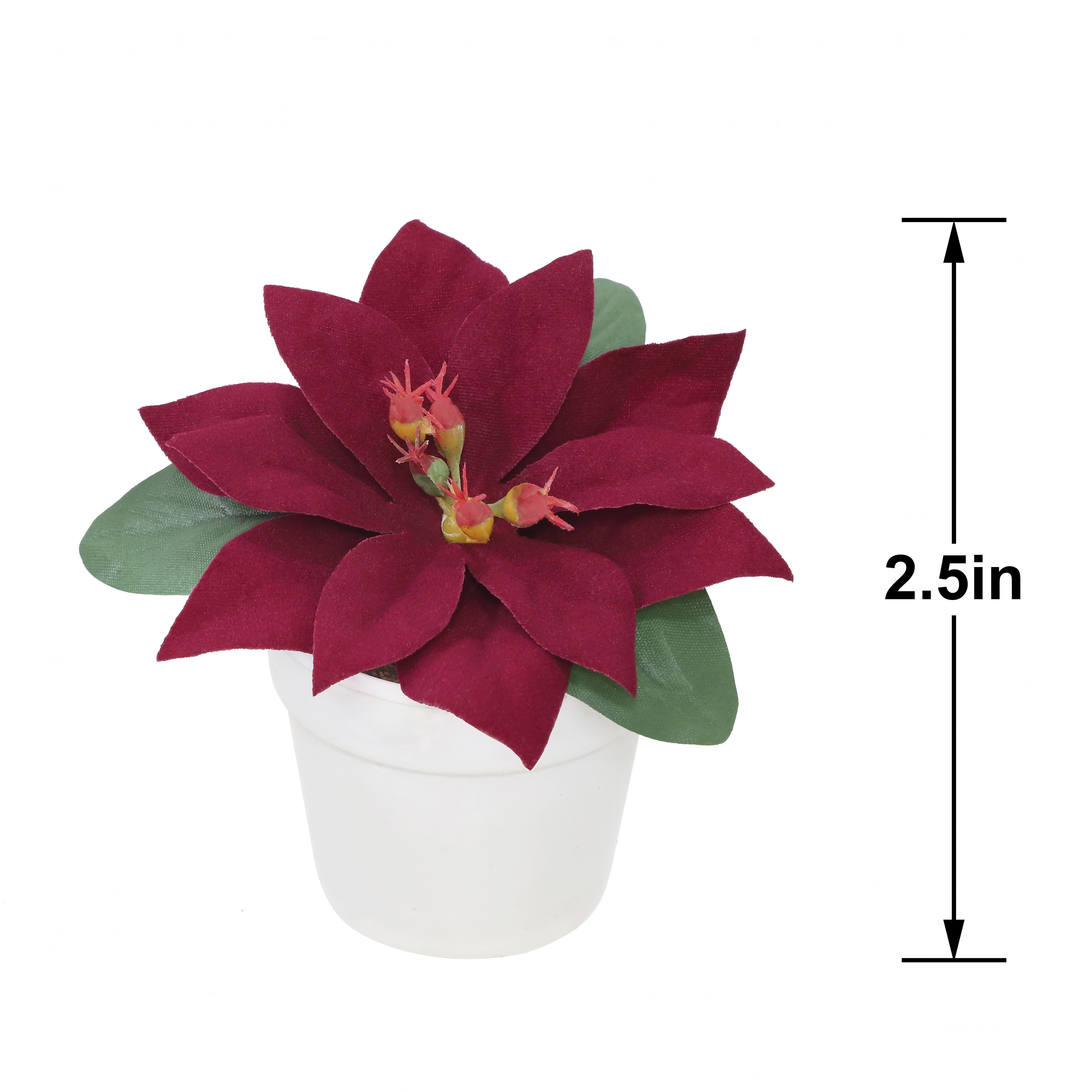2.5&#x22; Premade Wine Velvet Poinsettia in White Terracotta Pot by Ashland&#xAE;