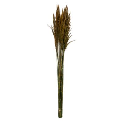 Plume Reed Preserved Bundle | Michaels