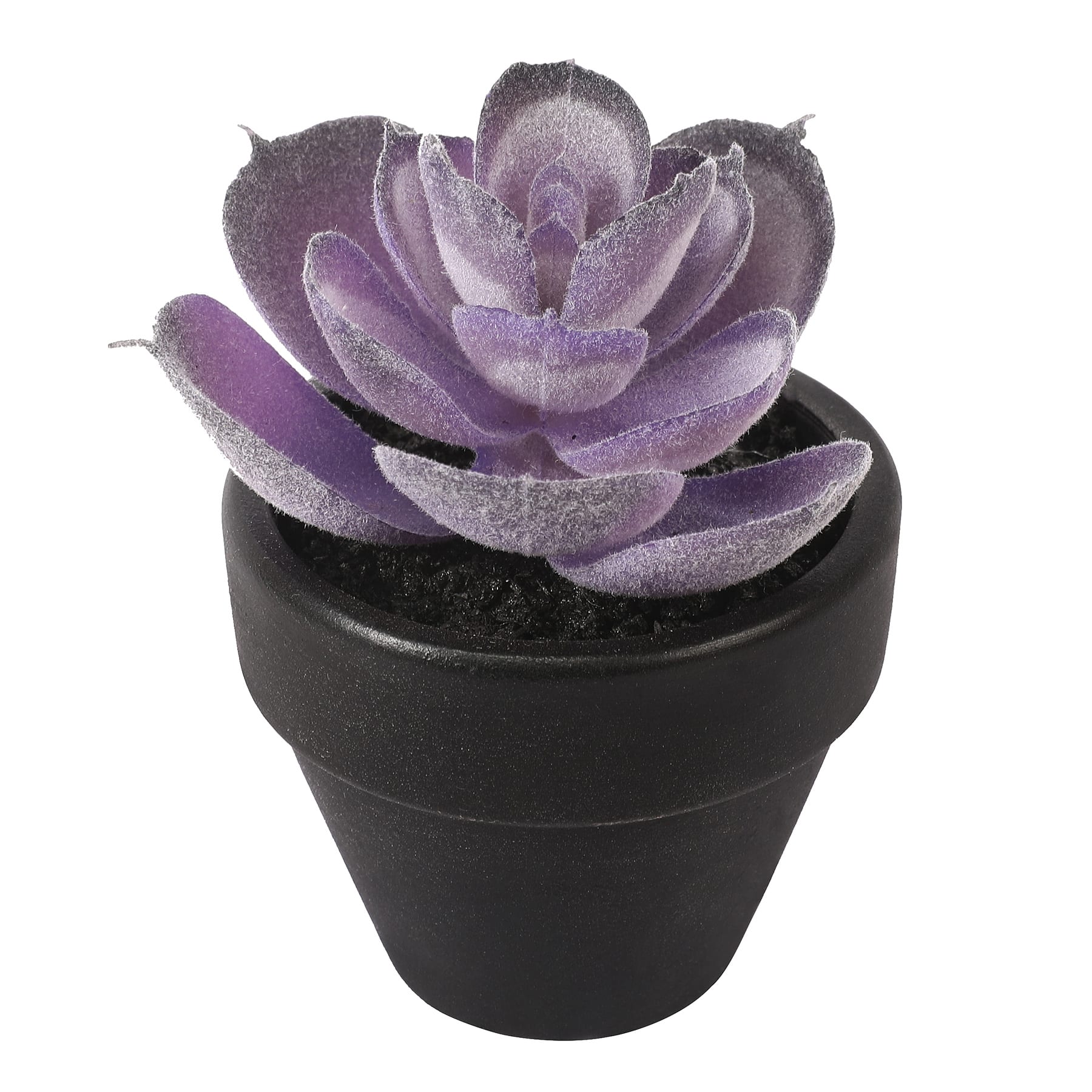 Assorted Mini Potted Succulent by Ashland&#xAE;, 1pc.