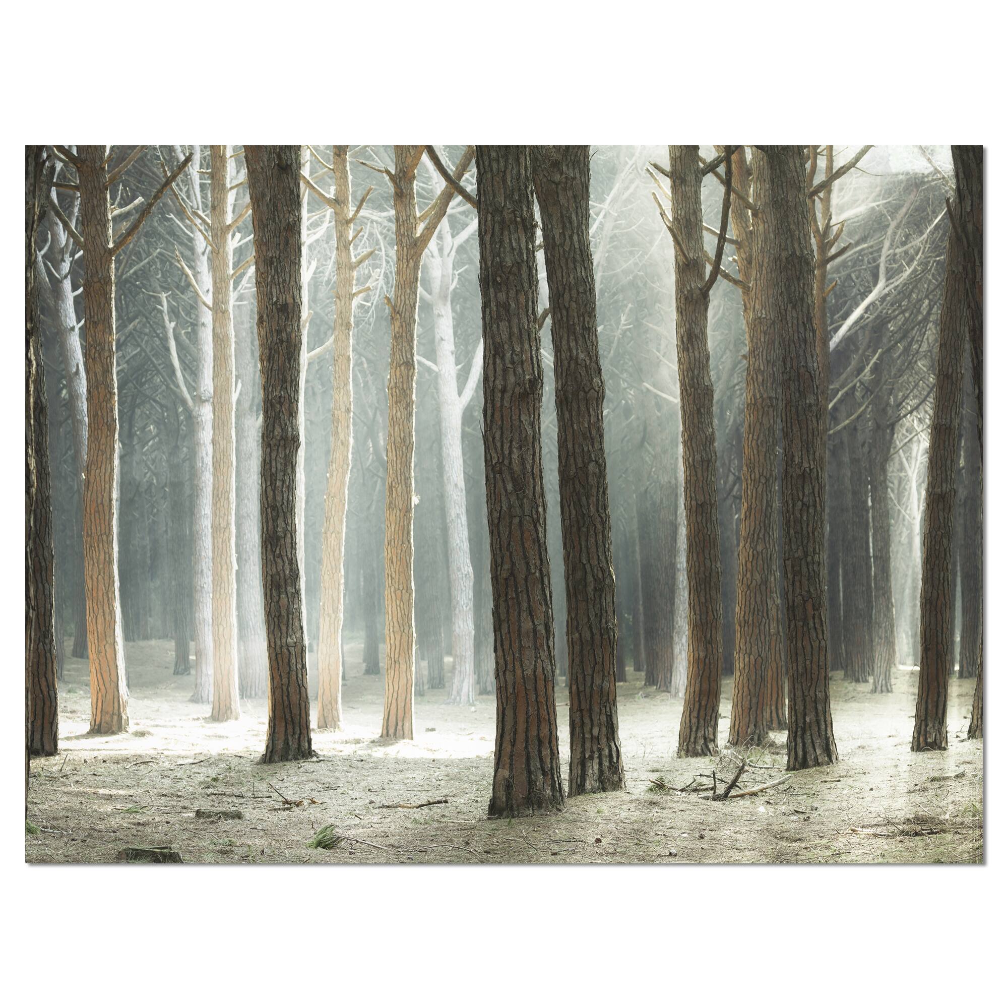 Designart - Maritime Pine Tree Forest with Rays - Oversized Forest Canvas Art