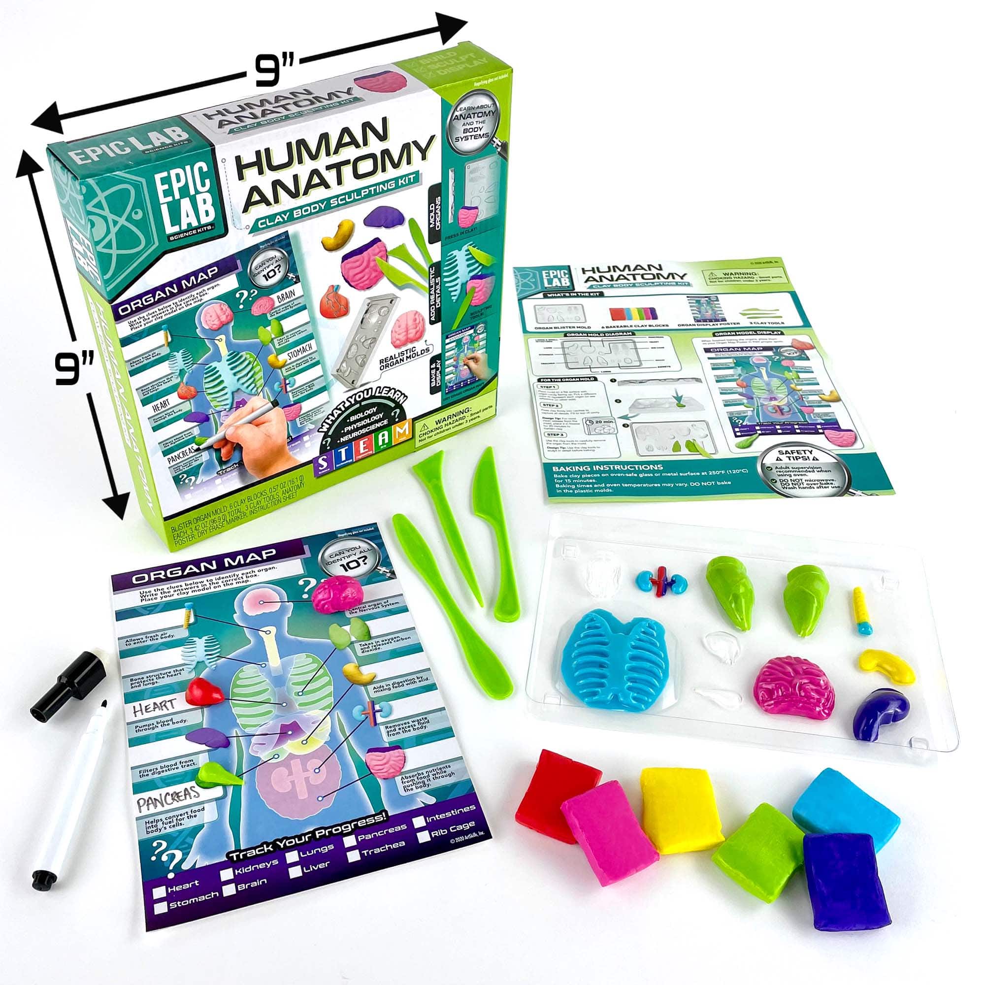 ArtSkills® Epic Lab Human Anatomy STEM Kit