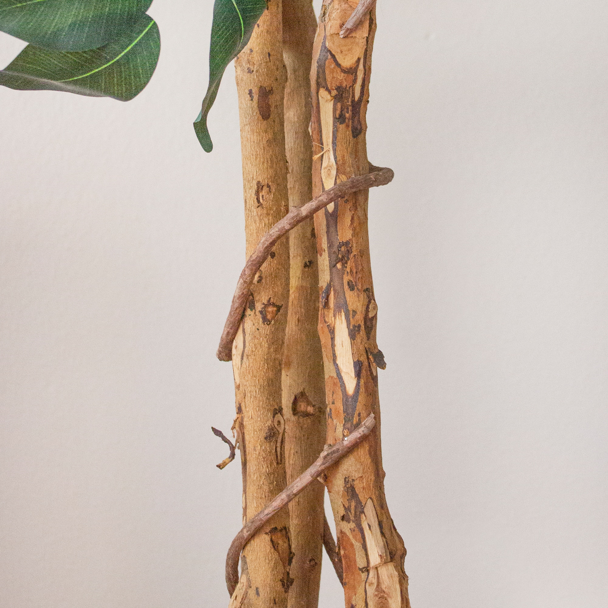 7ft. Potted Ficus Tree