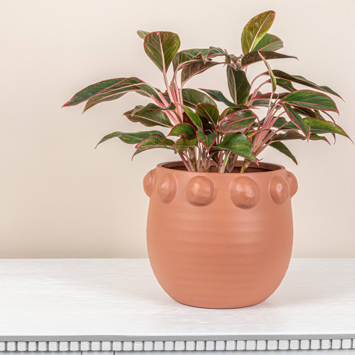 Hello Honey® 10.5" Matte Terra Cotta Raised Dots Terra Cotta Planter