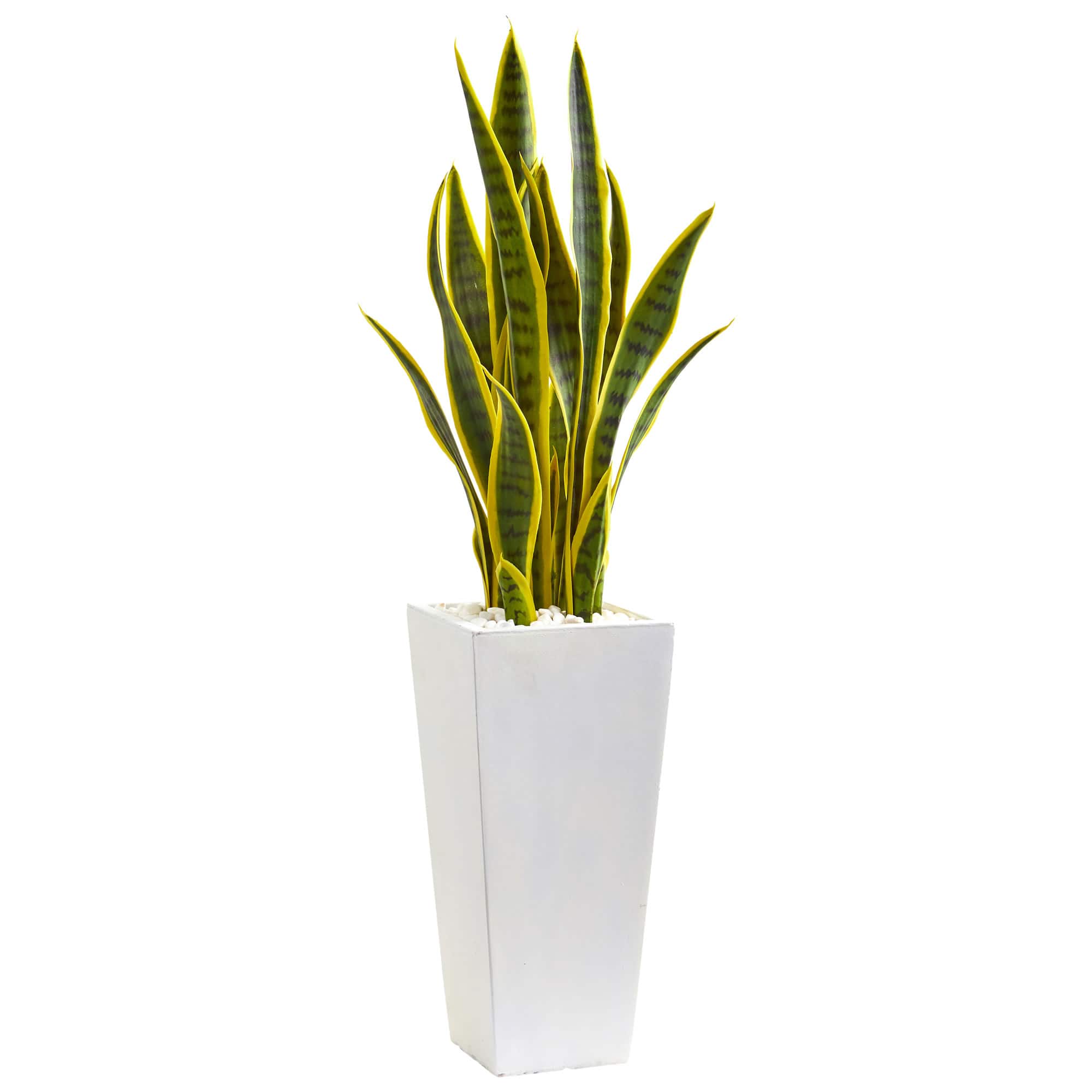 3ft. Sansevieria Plant in White Planter