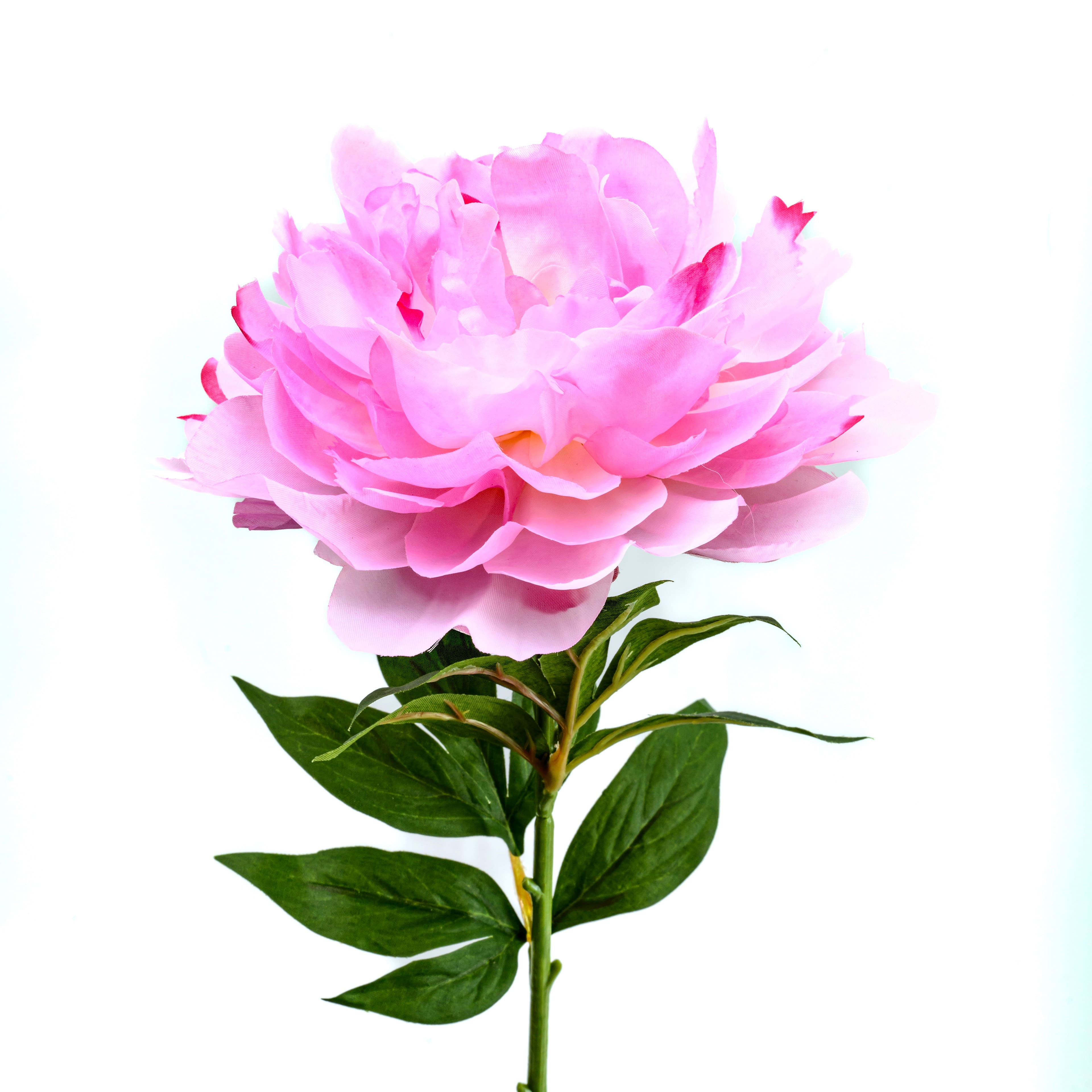 25" Pink Peony Stem by Ashland®