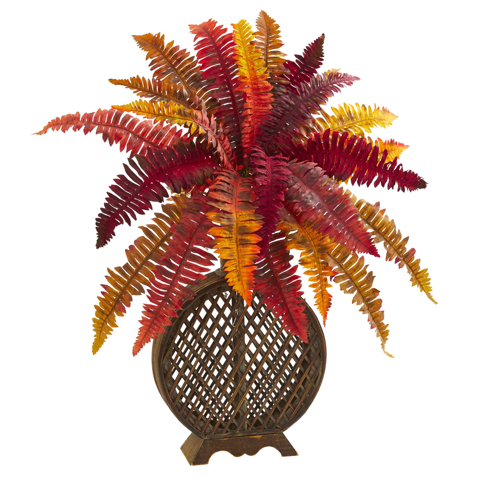 2.5ft. Autumn Boston Fern in Weave Planter