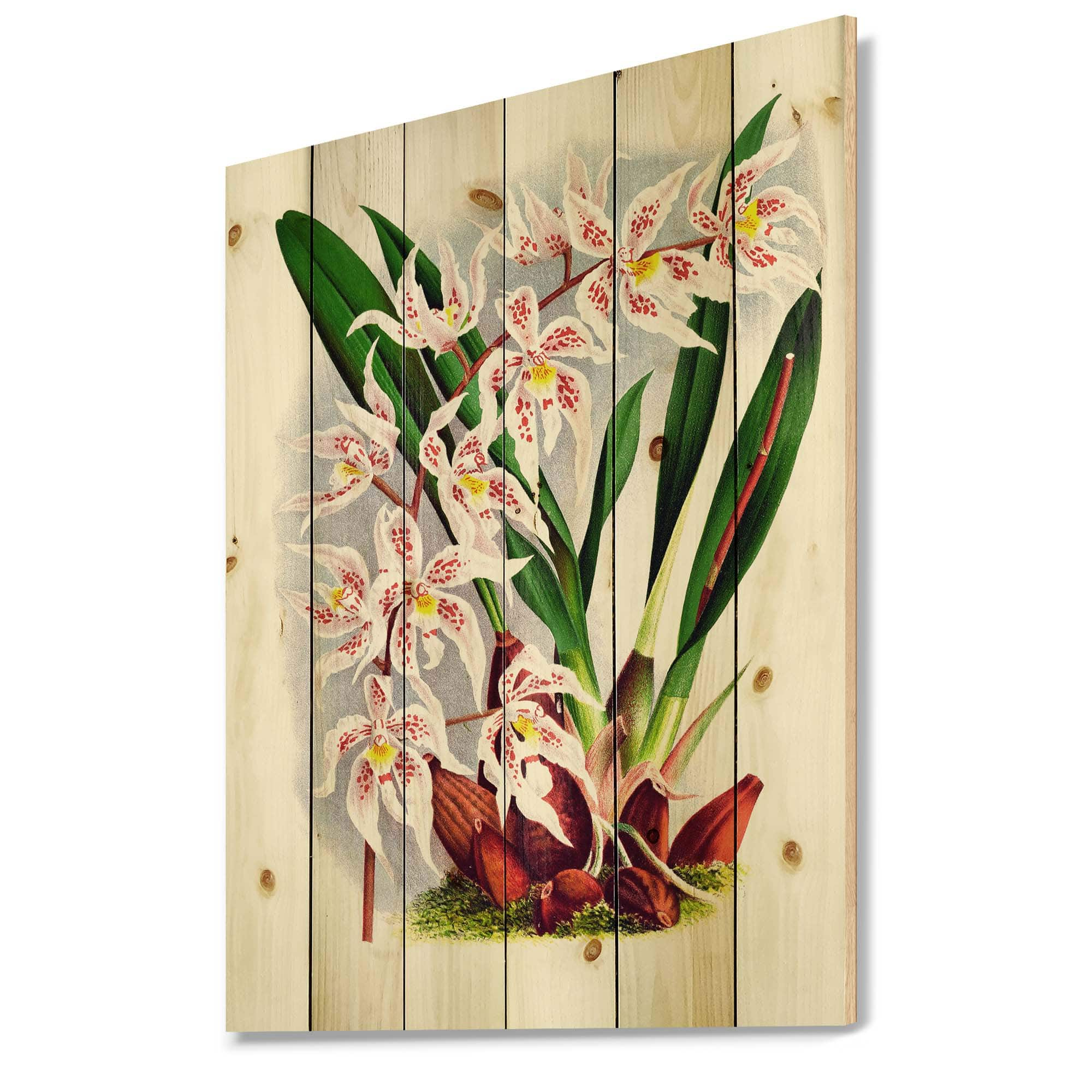 Designart - Vintage White Orchid Flower II - Traditional Print on Natural Pine Wood