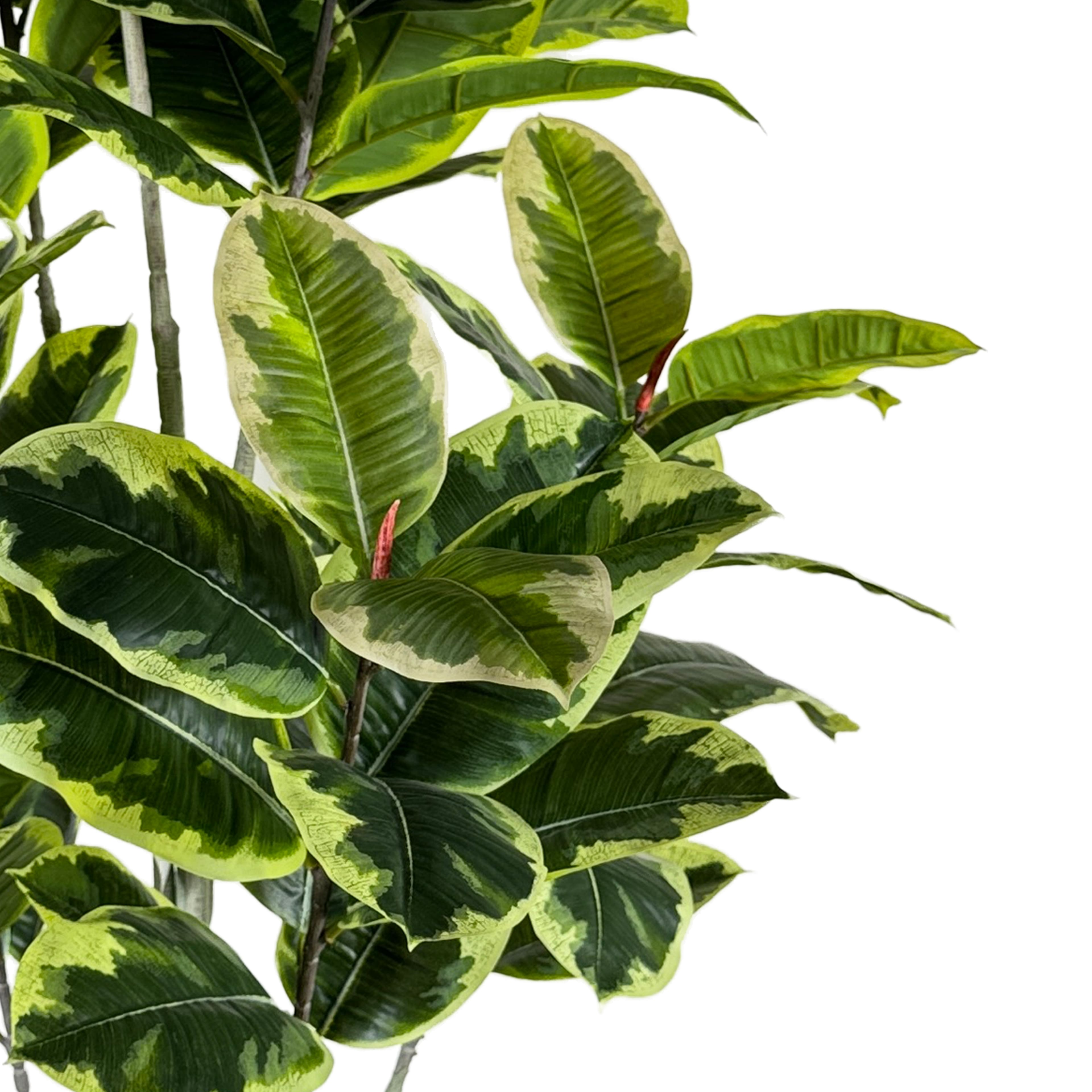 5ft. Ficus Tree by Ashland&#xAE;