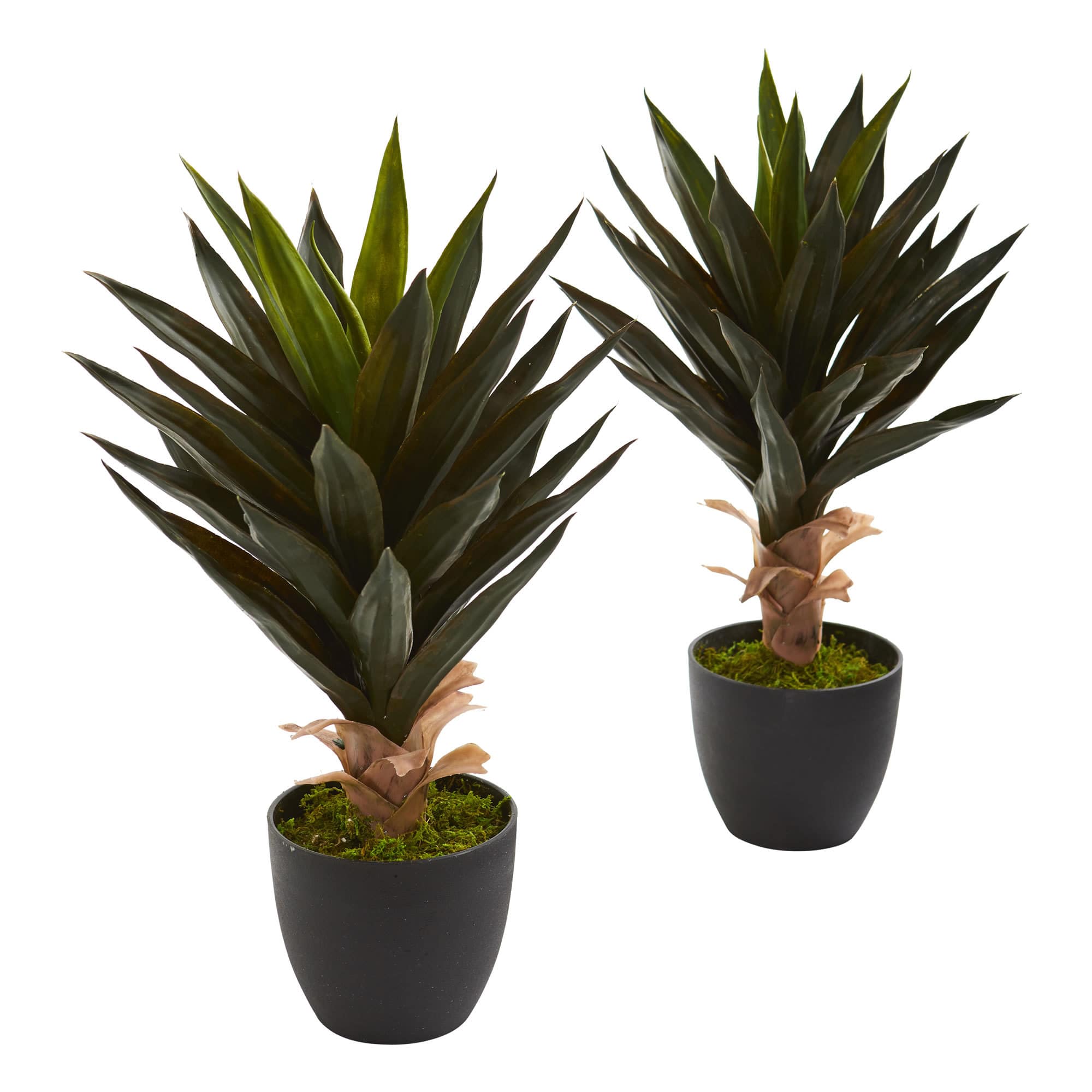 20&#x22; Potted Agave Plant, 2ct.