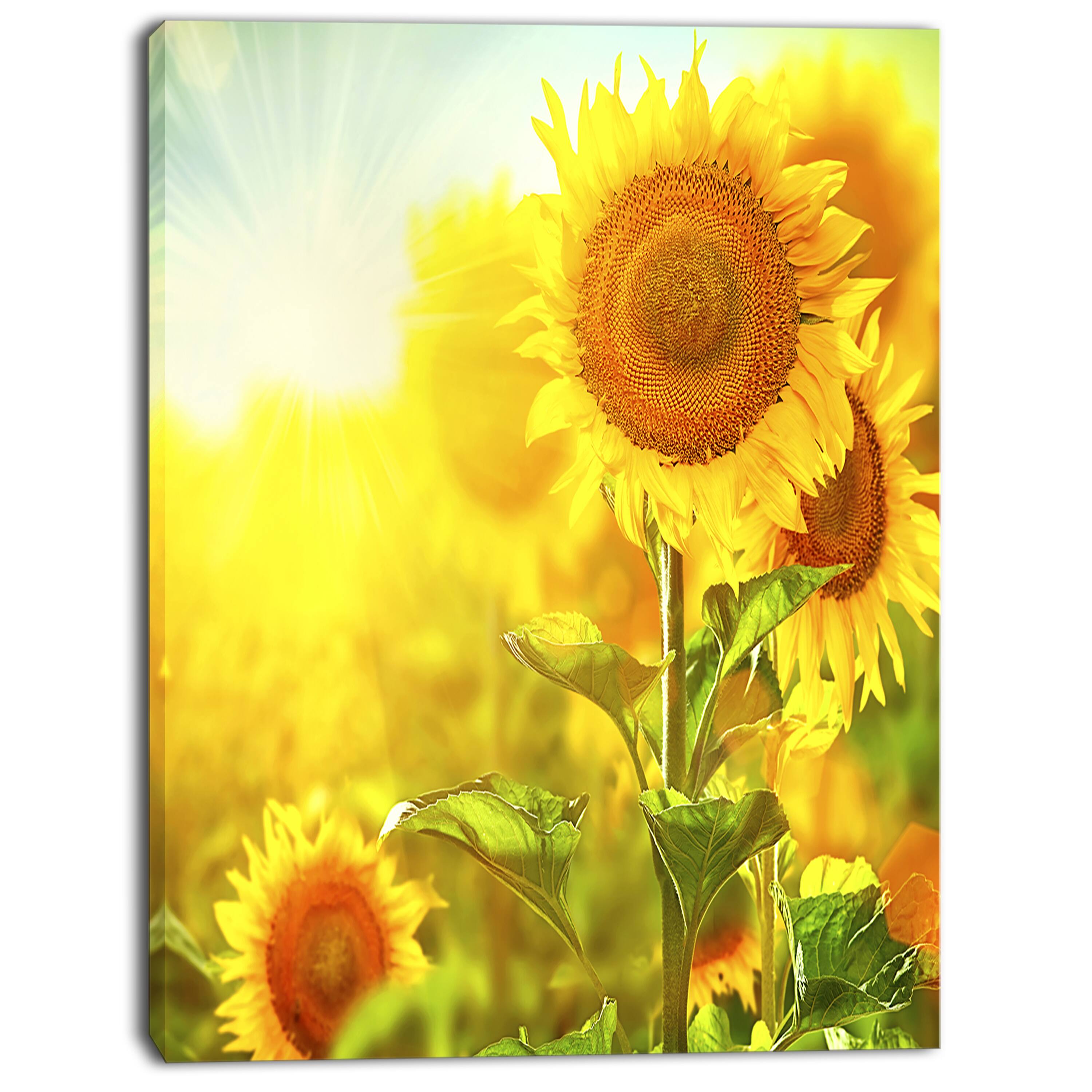 Designart - Bright Sunflowers Blooming on Field - Large Animal Canvas Art Print